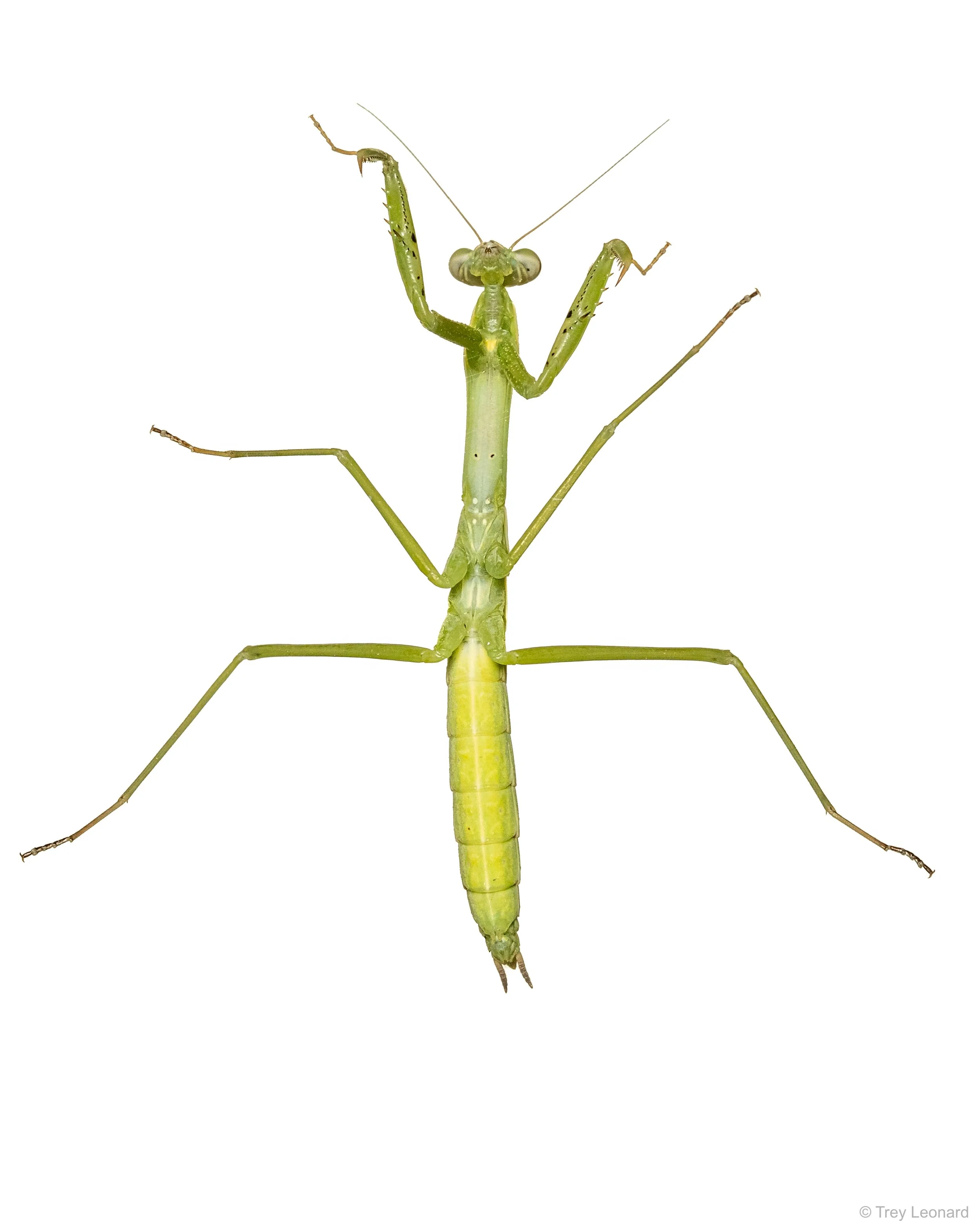 Chinese Mantis 7-2026-3.jpg
