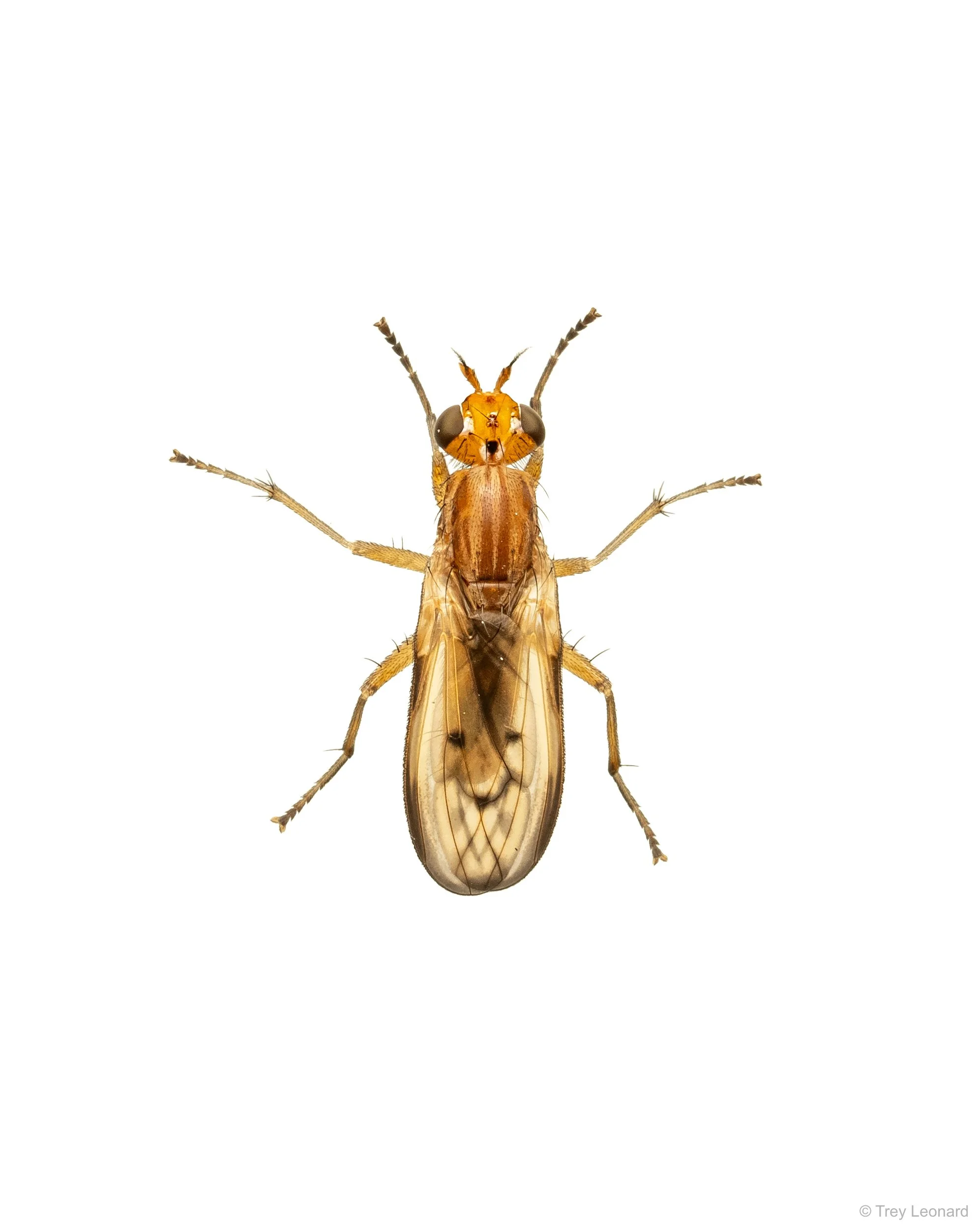 Tetanocera 5-2026.jpg