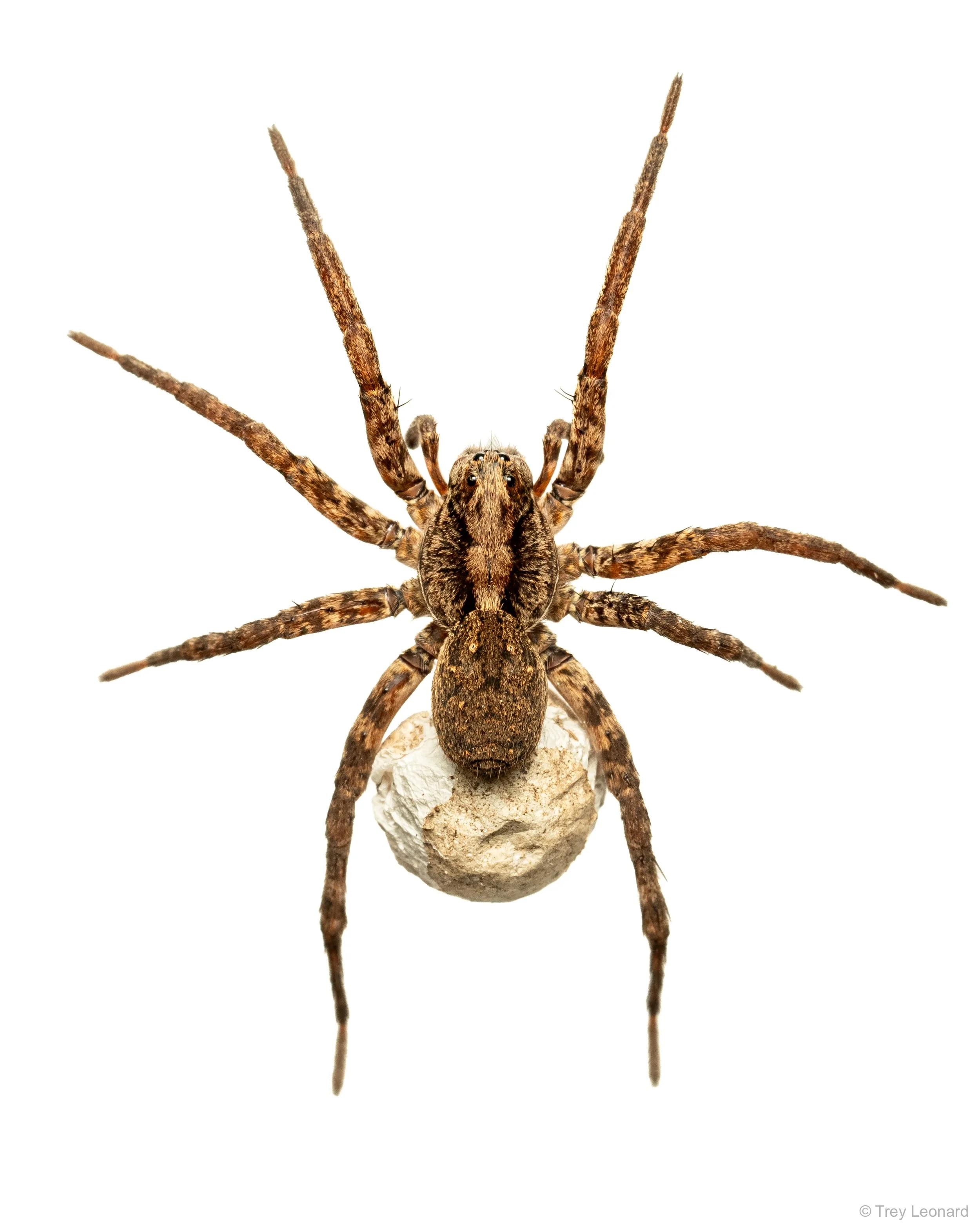 Drumming Sword Wolf Spider 4-2026.jpg