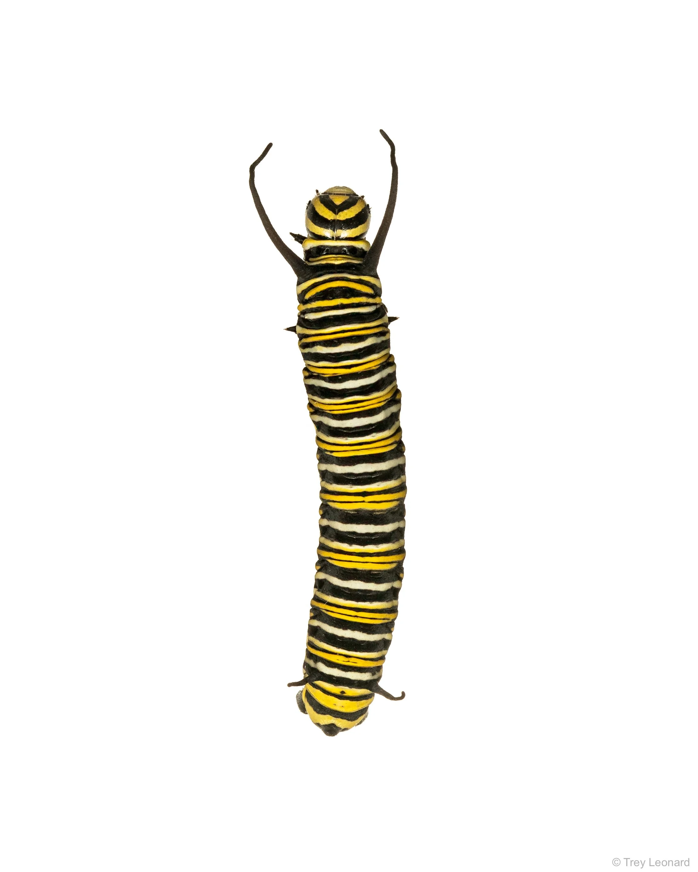 Monarch caterpillar 8-2026.jpg