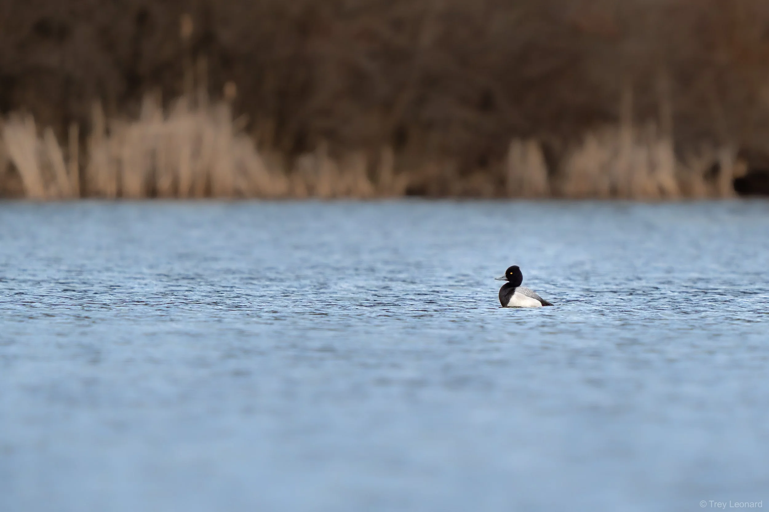 Lesser Scaup 3-2026.jpg