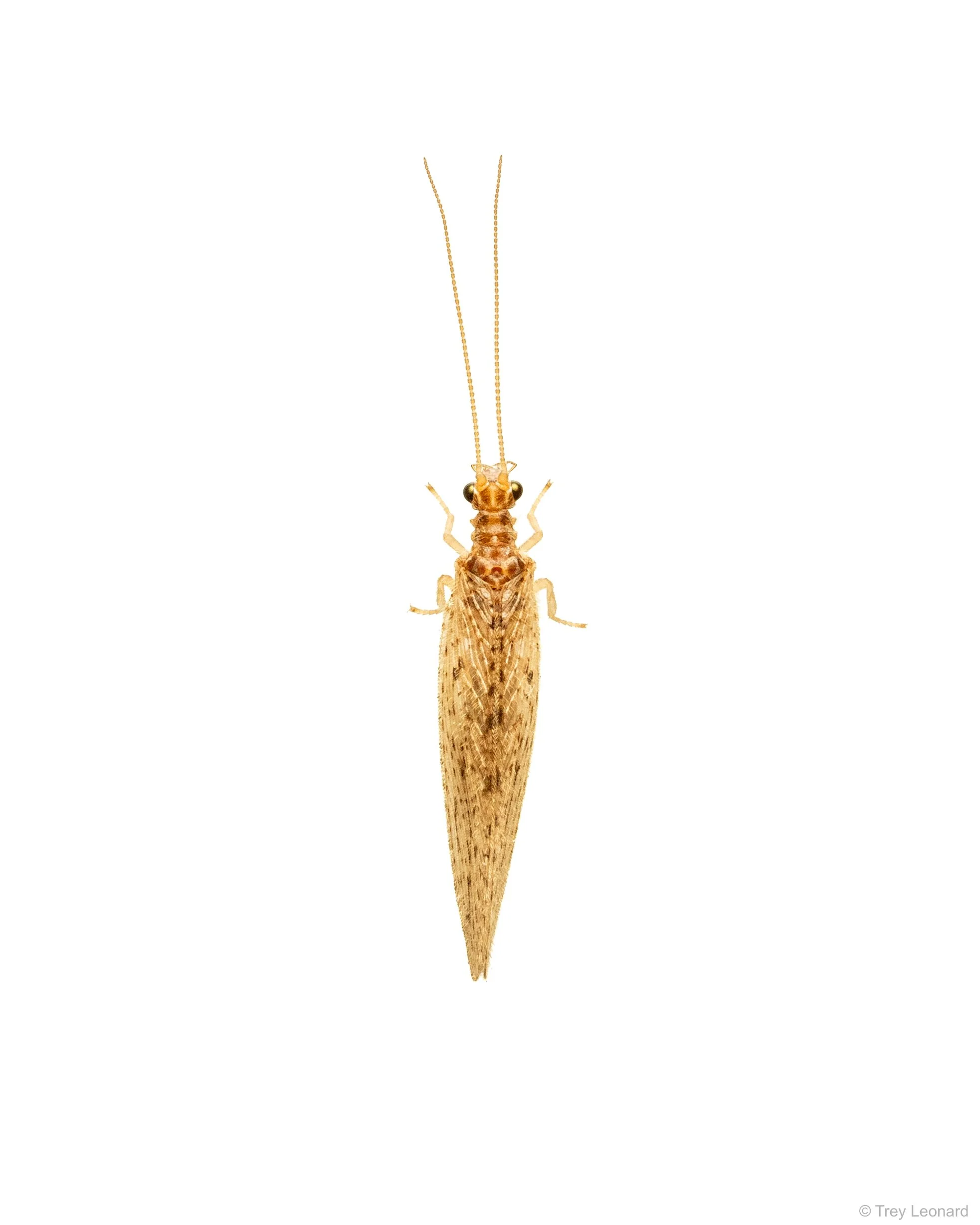 Lacewings 5-2026.jpg