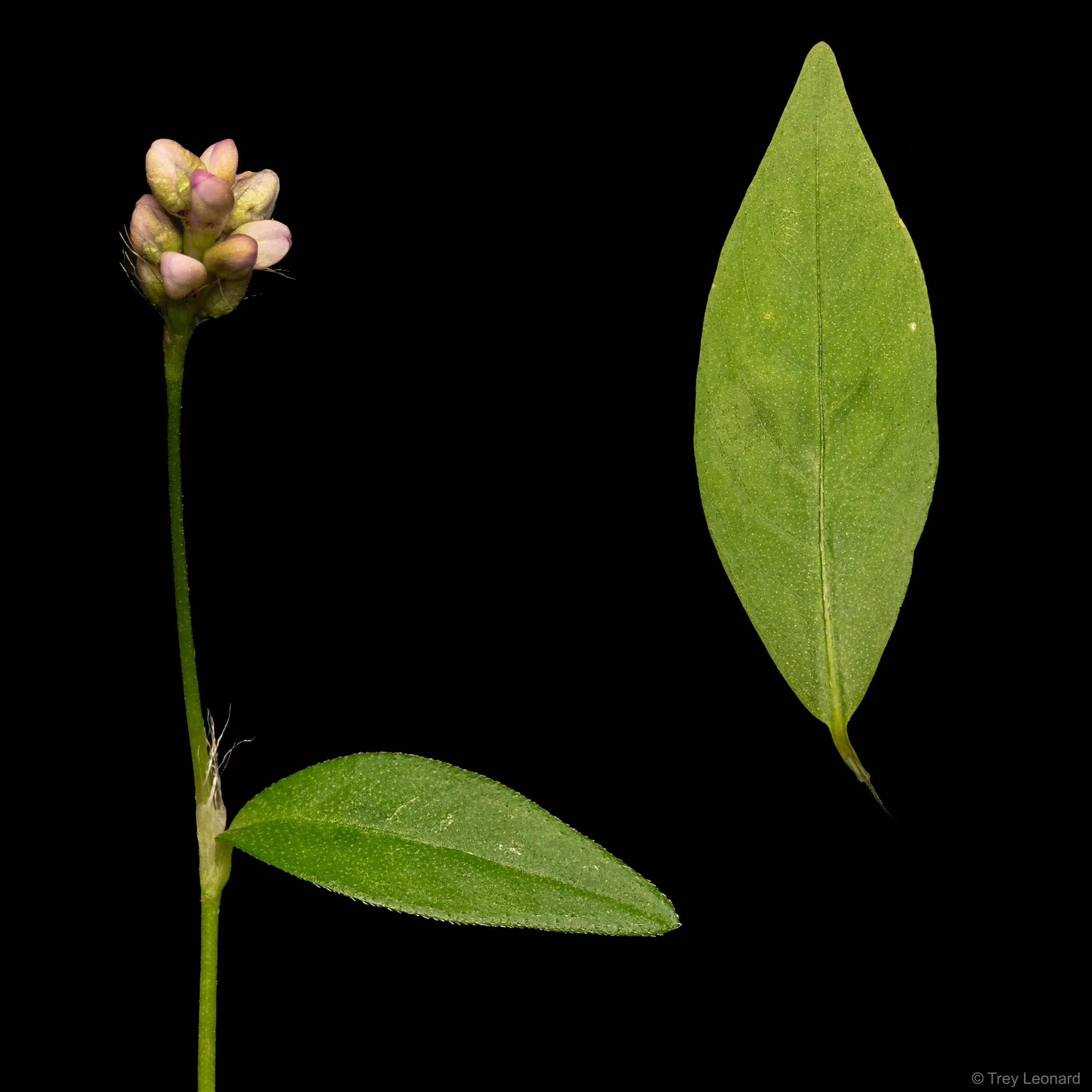 Low smartweed.jpg