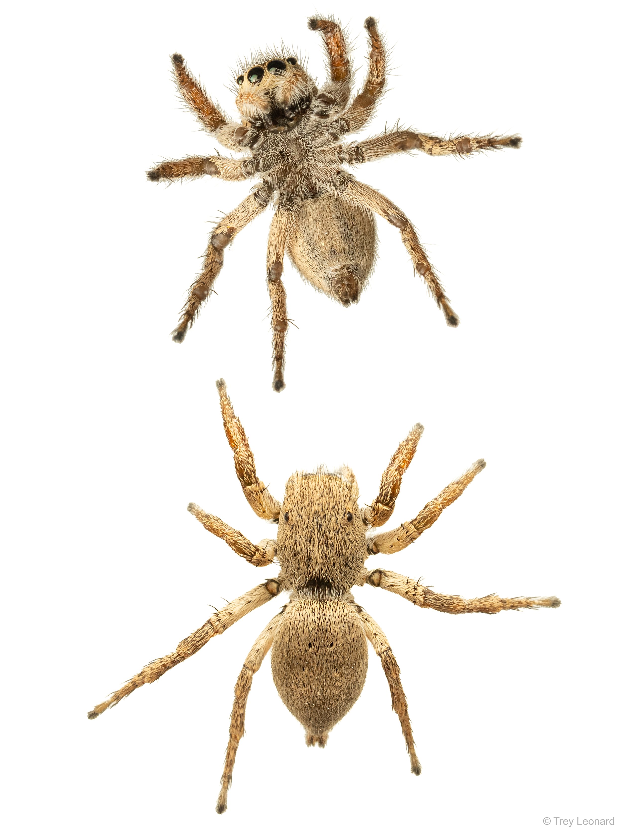 Habronattus poster 4-2026.jpg
