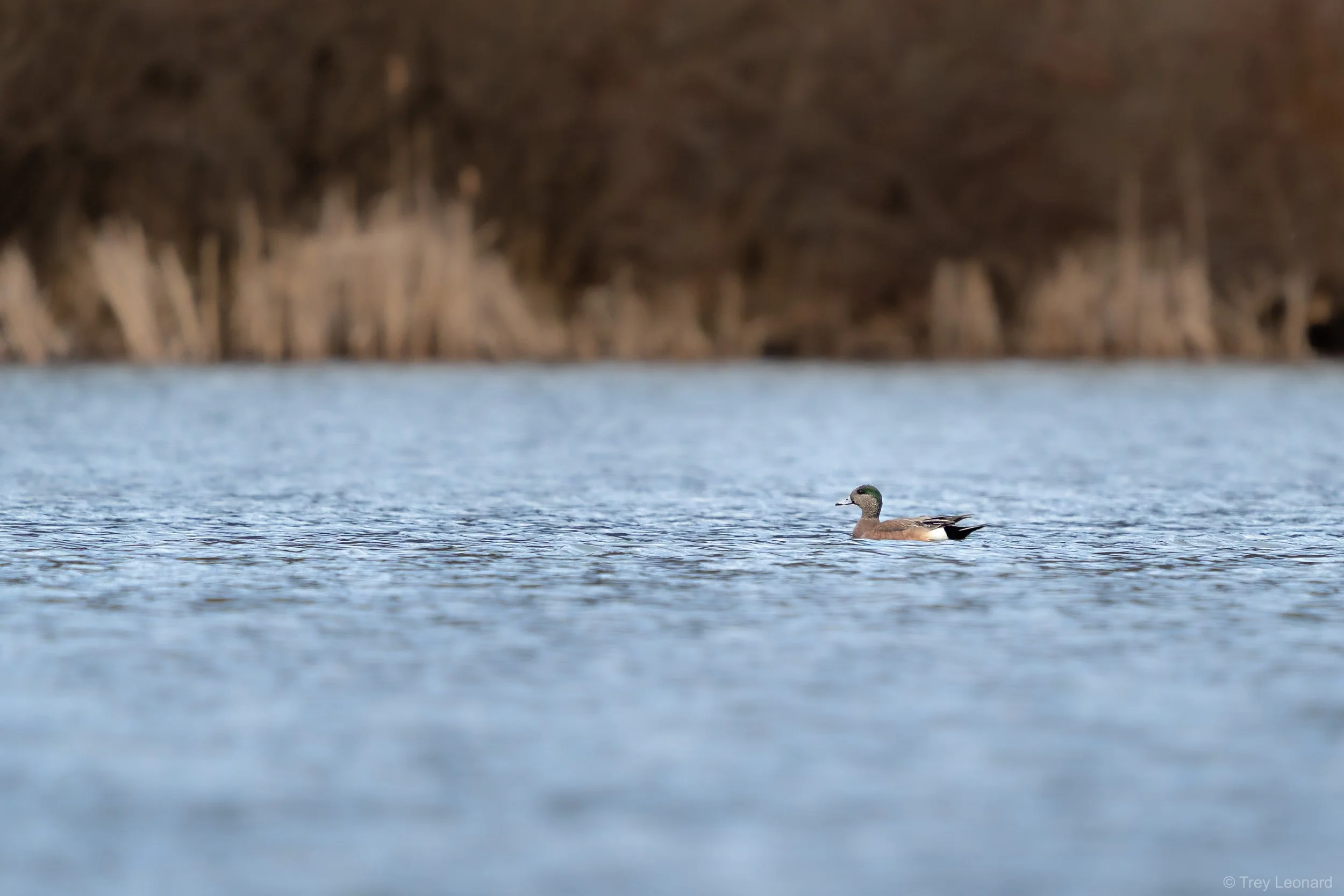 American Wigeon 3-2026.jpg