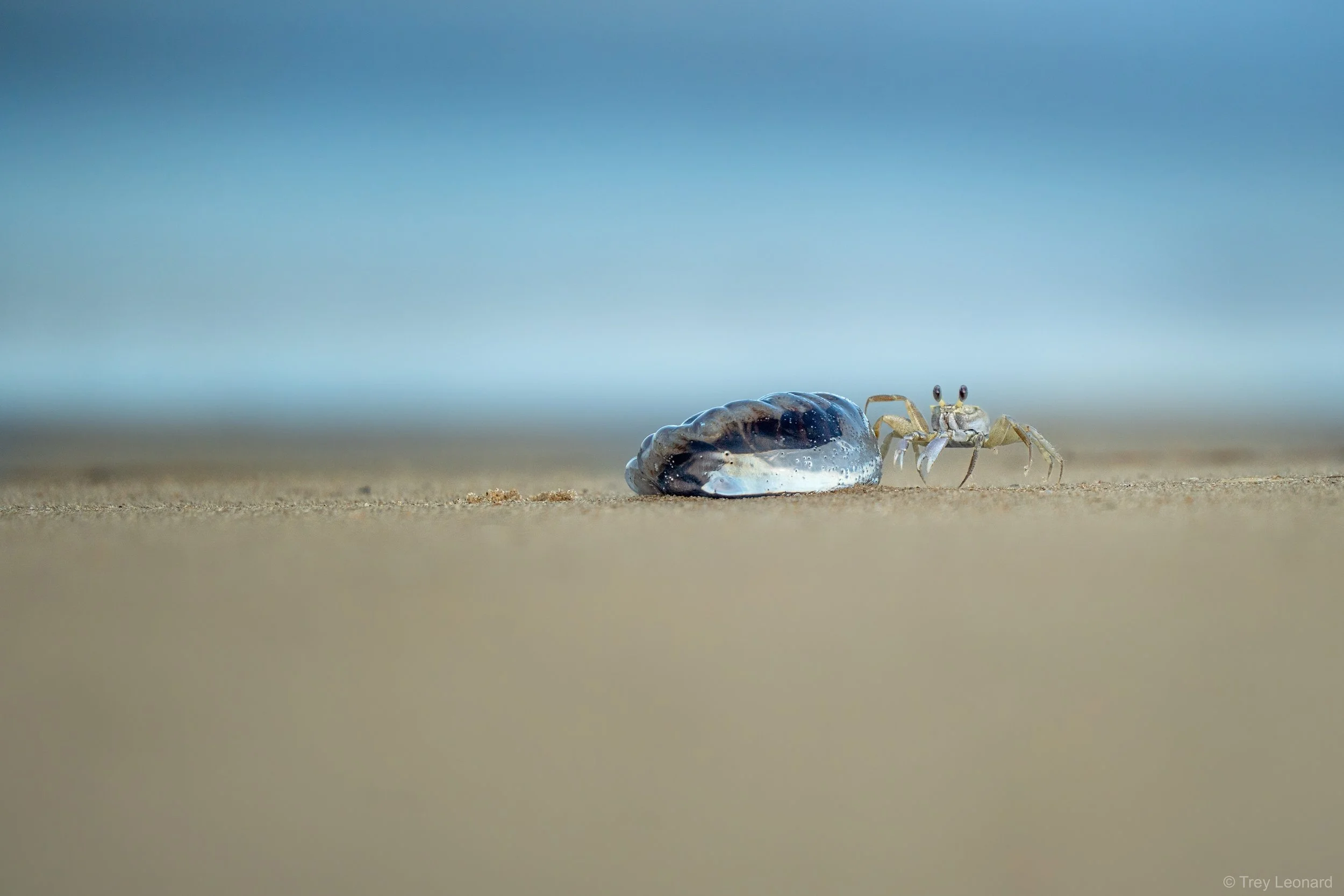 Atlantic Ghost Crab 7-2025.jpg