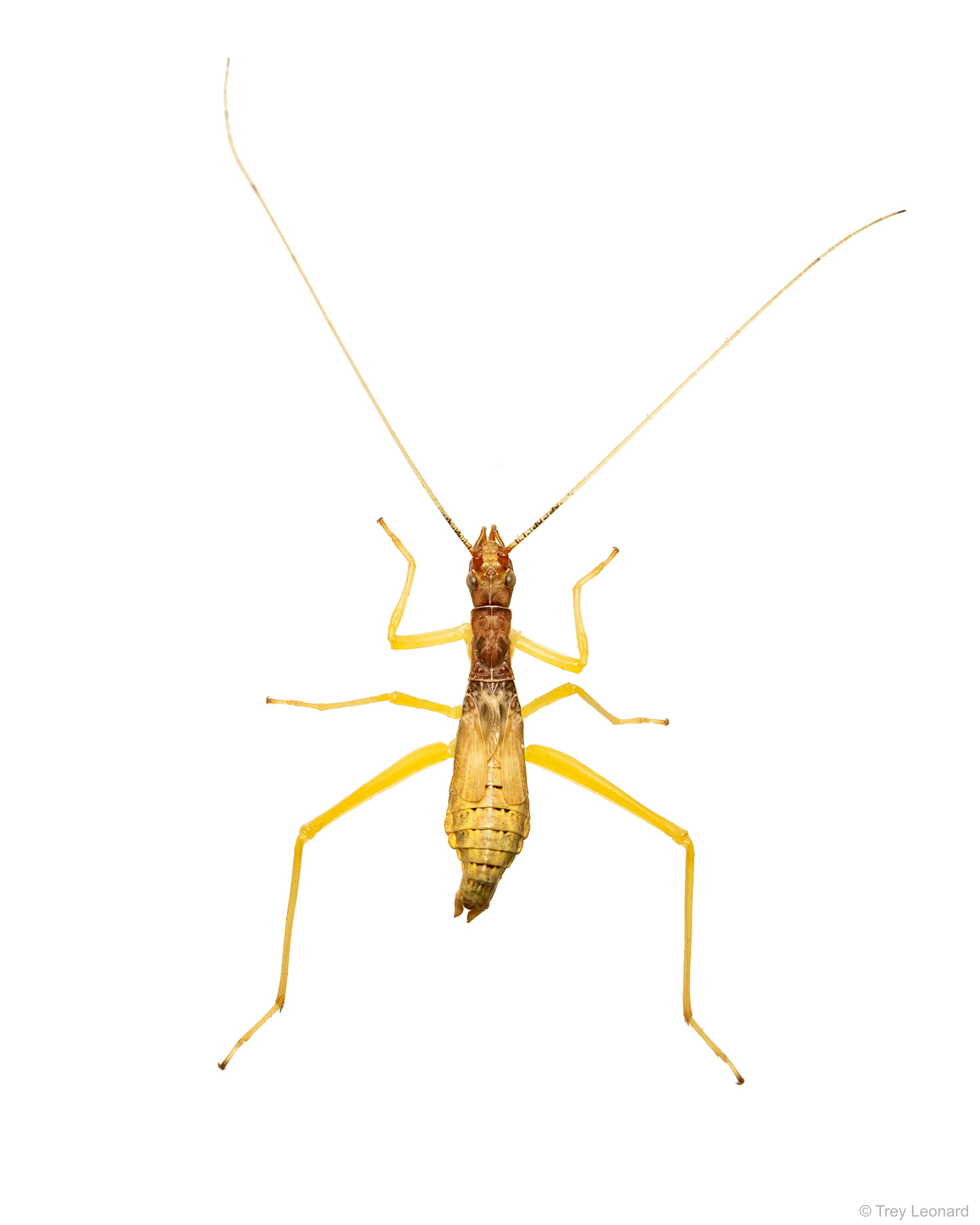 Two-spotted Tree Cricket 7-2026.jpg