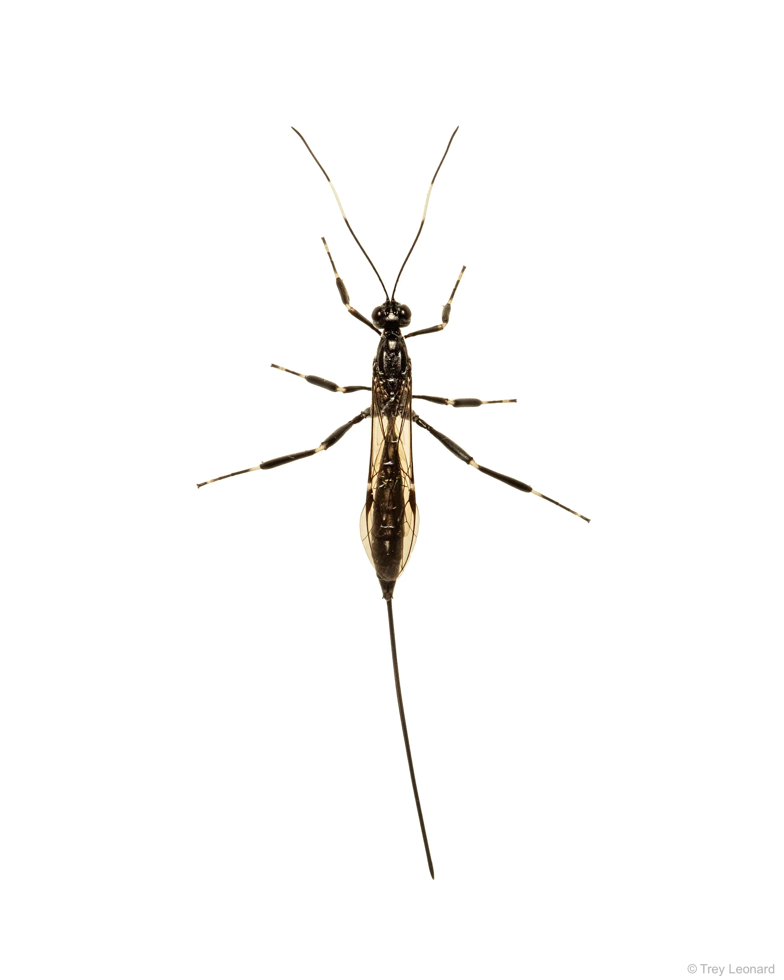 Ichneumonid Wasp 7-2026.jpg