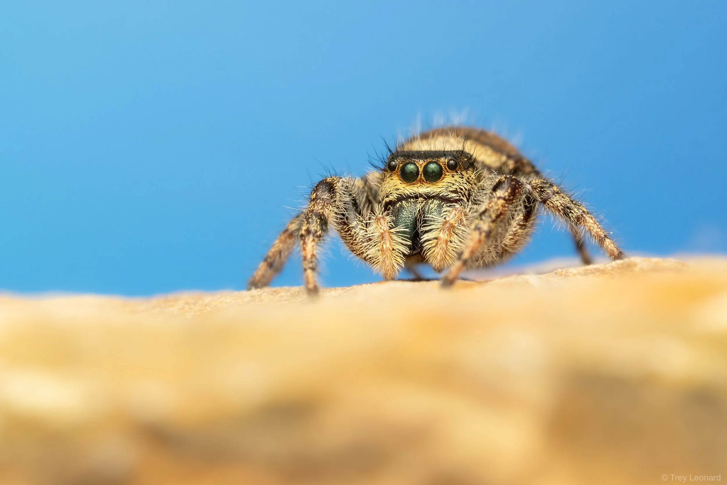 Brilliant Jumping Spider 9-2026.jpg