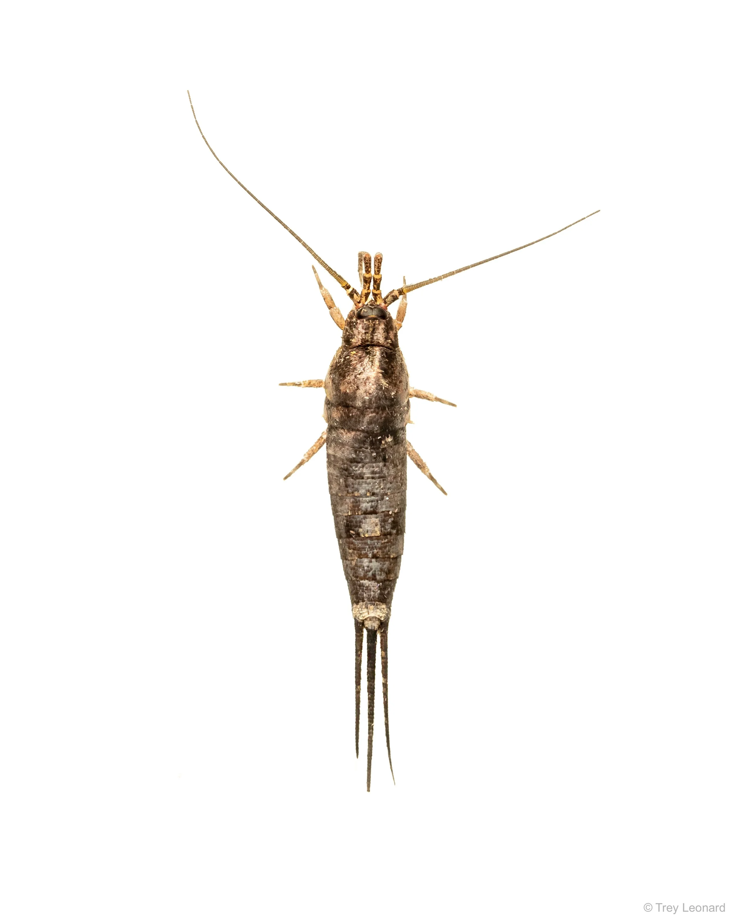 Silverfish 6-2026.jpg
