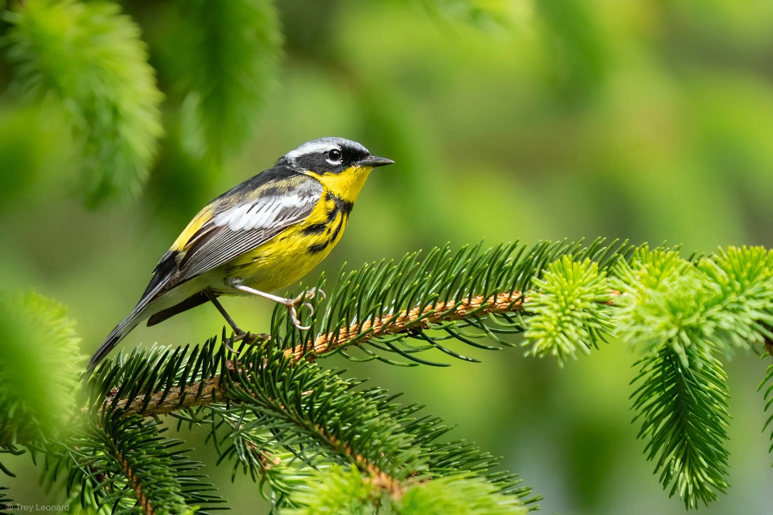 Magnolia Warbler 5-2026.jpg