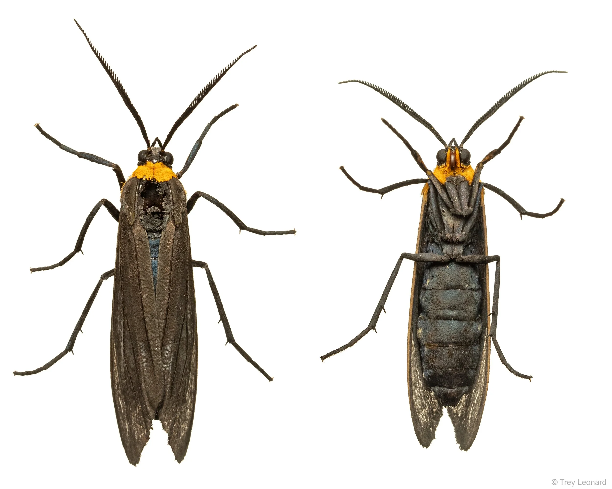 Yellow-collared Scape Moth 7-2026-3.jpg