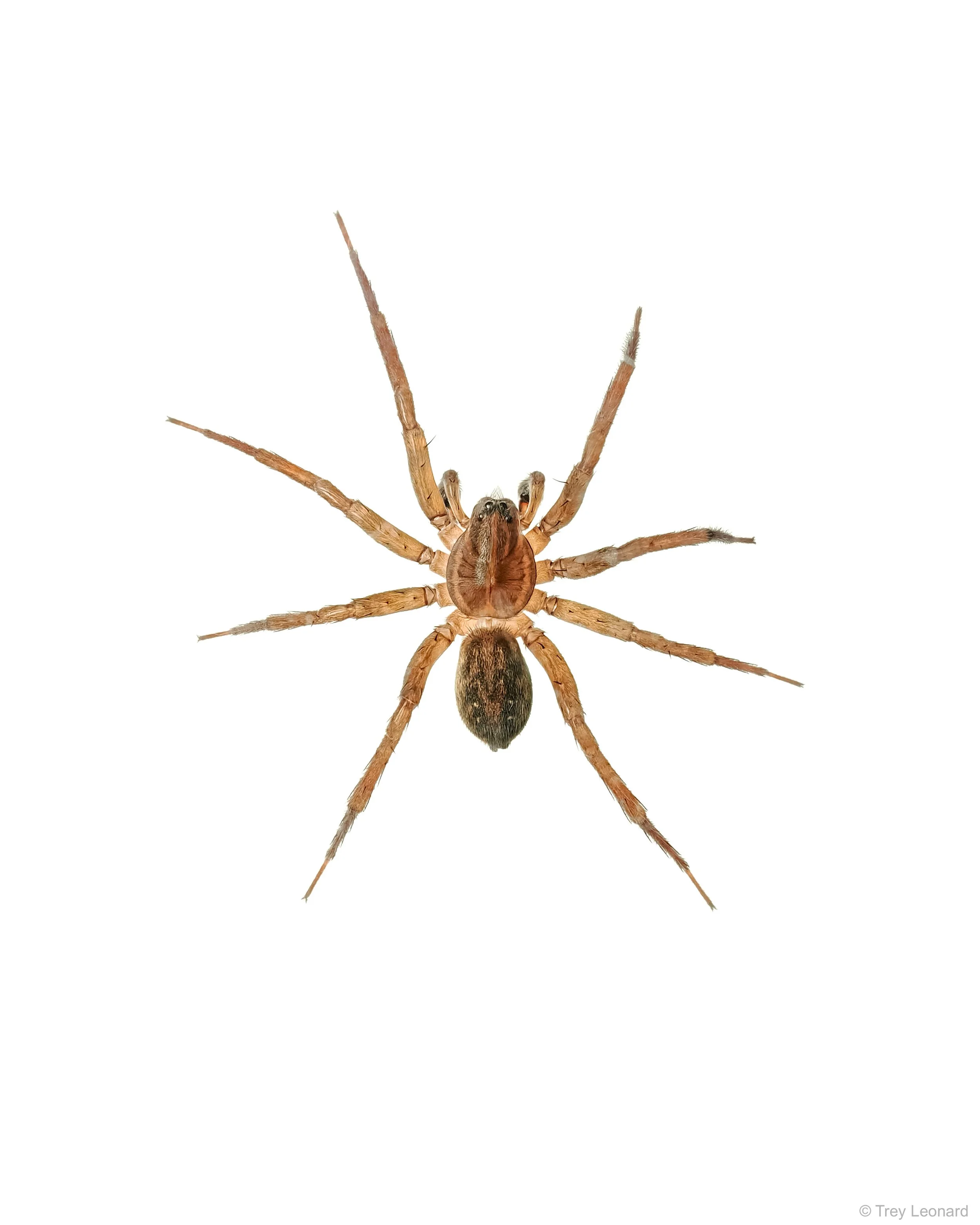 Genus Coras 3-2026.jpg