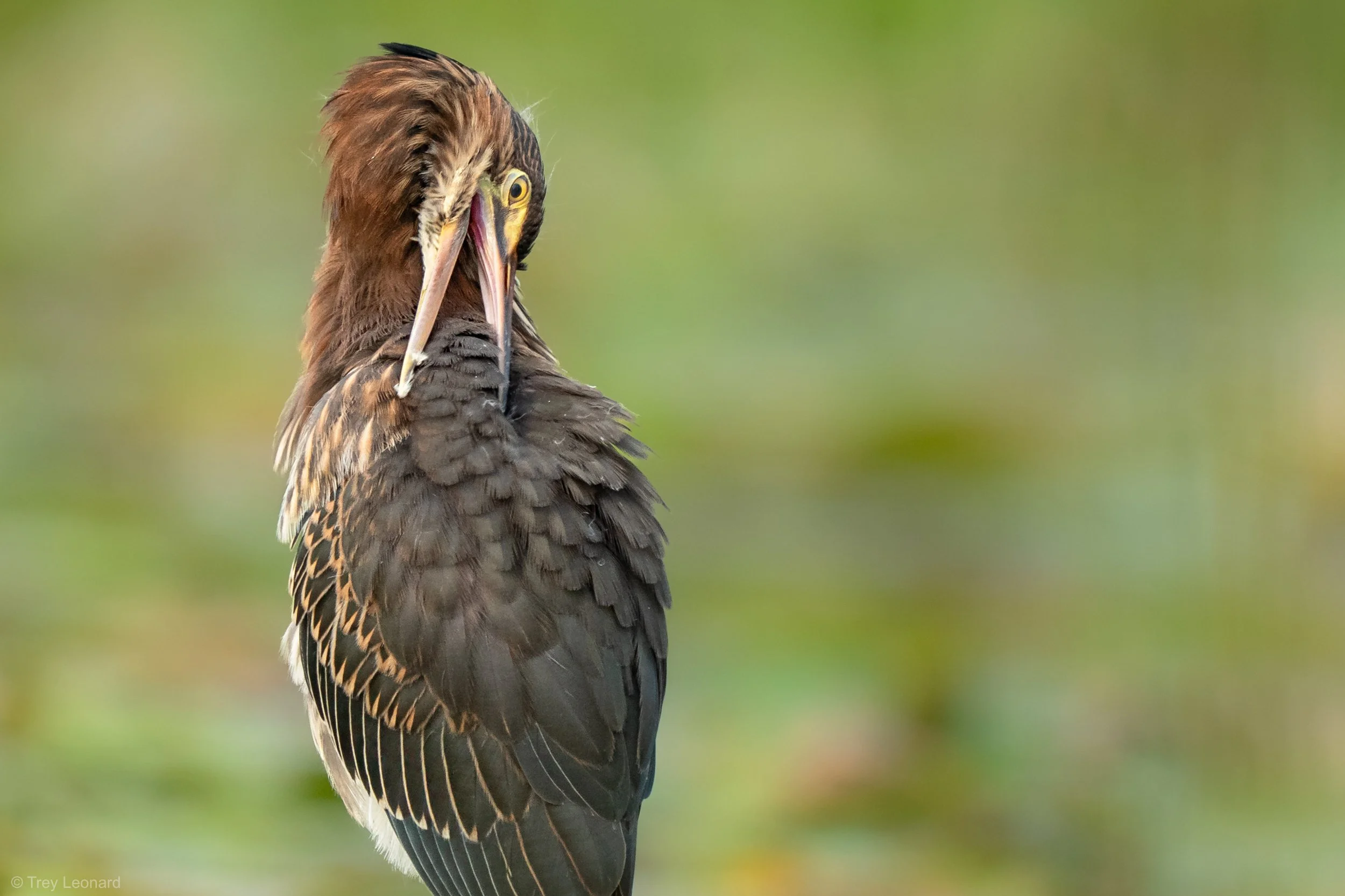 Green Heron Preening 8-2026.jpg