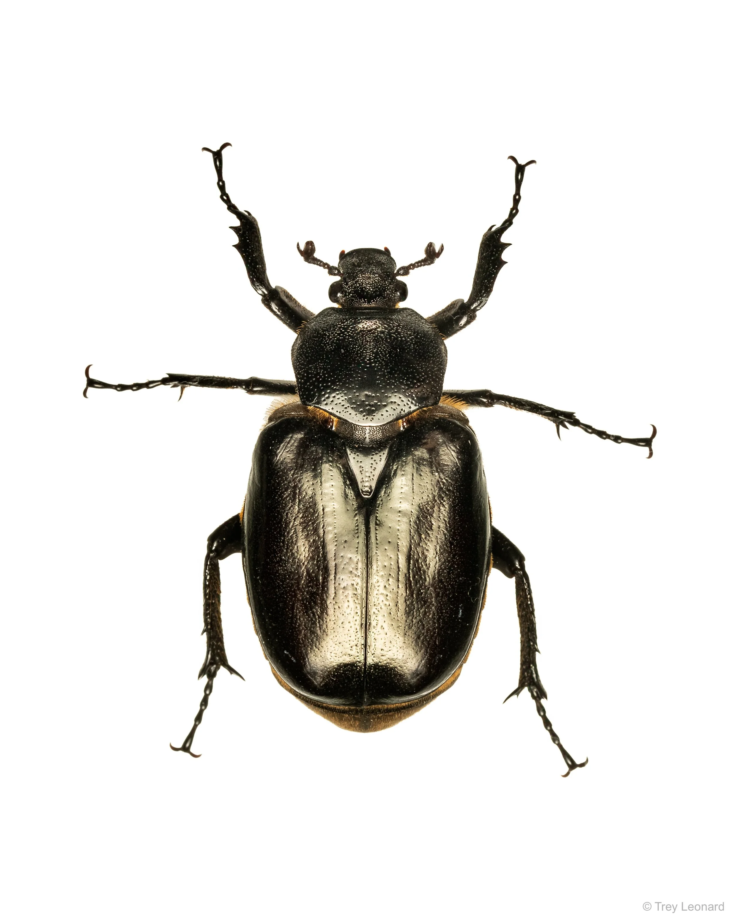 Hermit Flower Beetle 7-2026.jpg