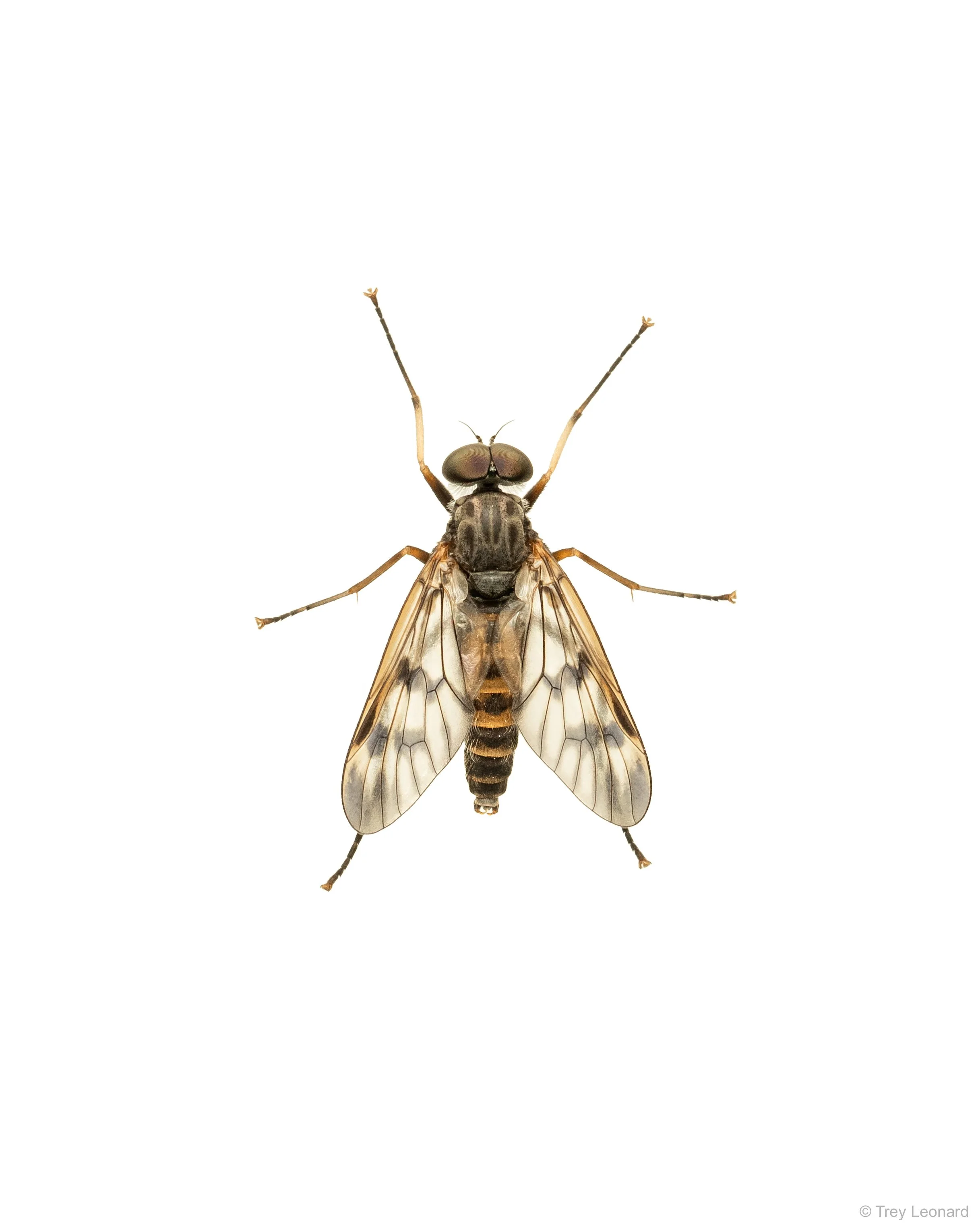 Common Snipe Fly 5-2026.jpg