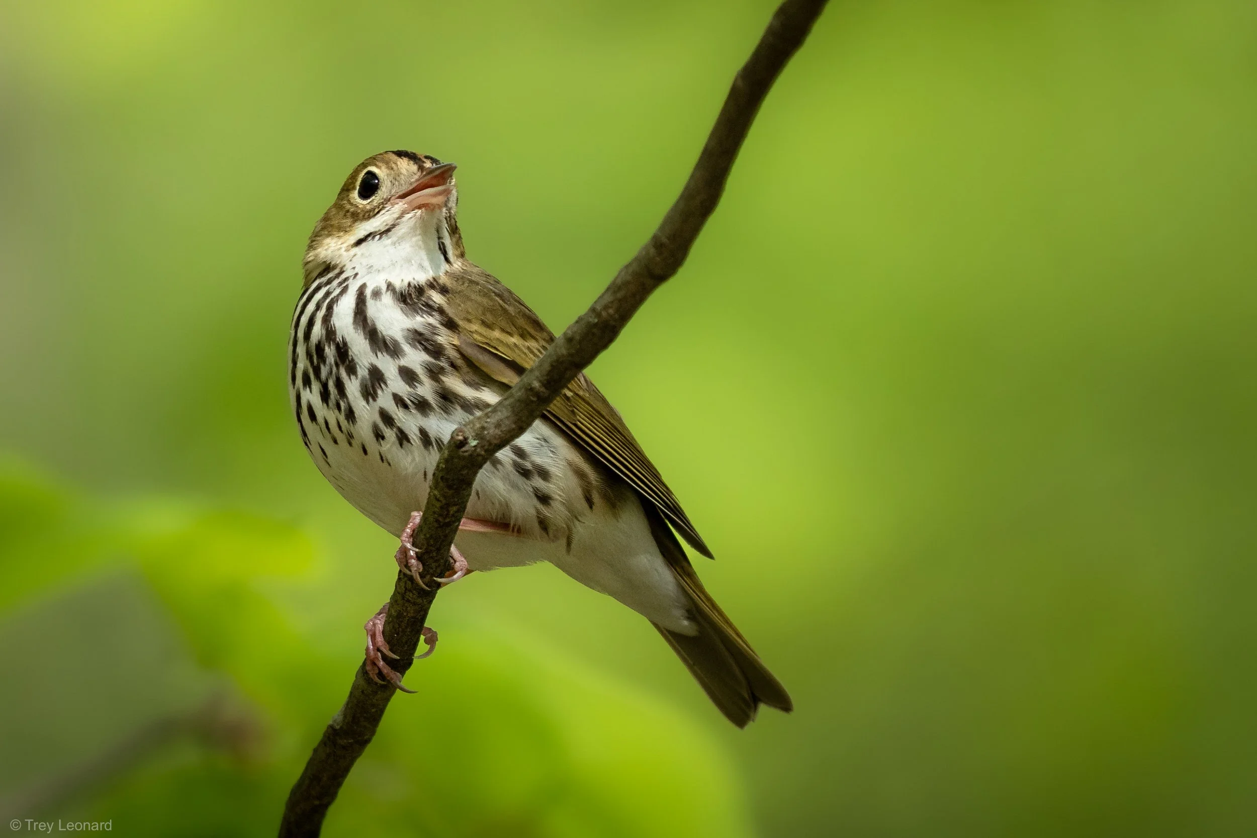 Ovenbird 5-2026.jpg