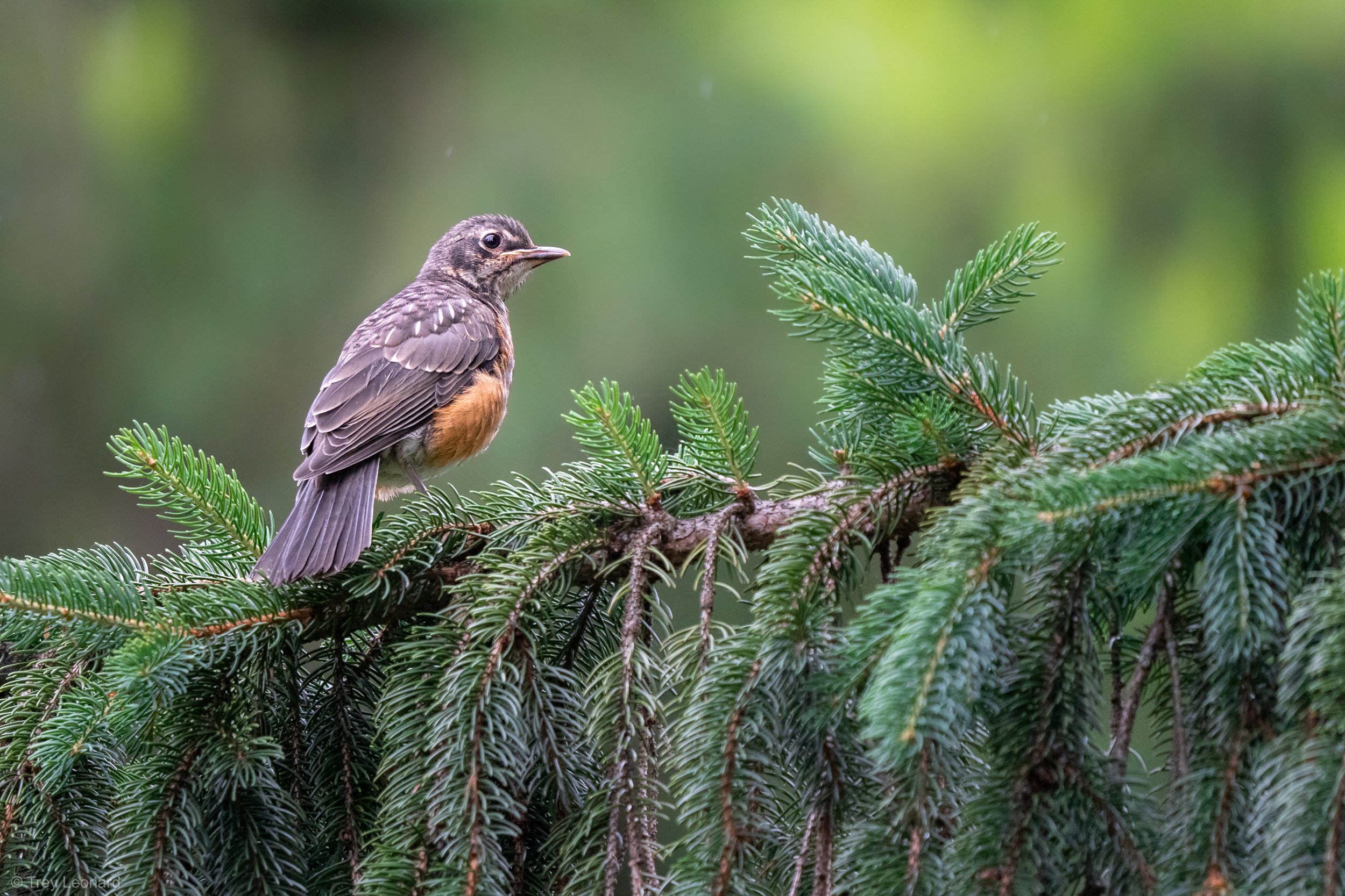 American Robin 8-2026.jpg