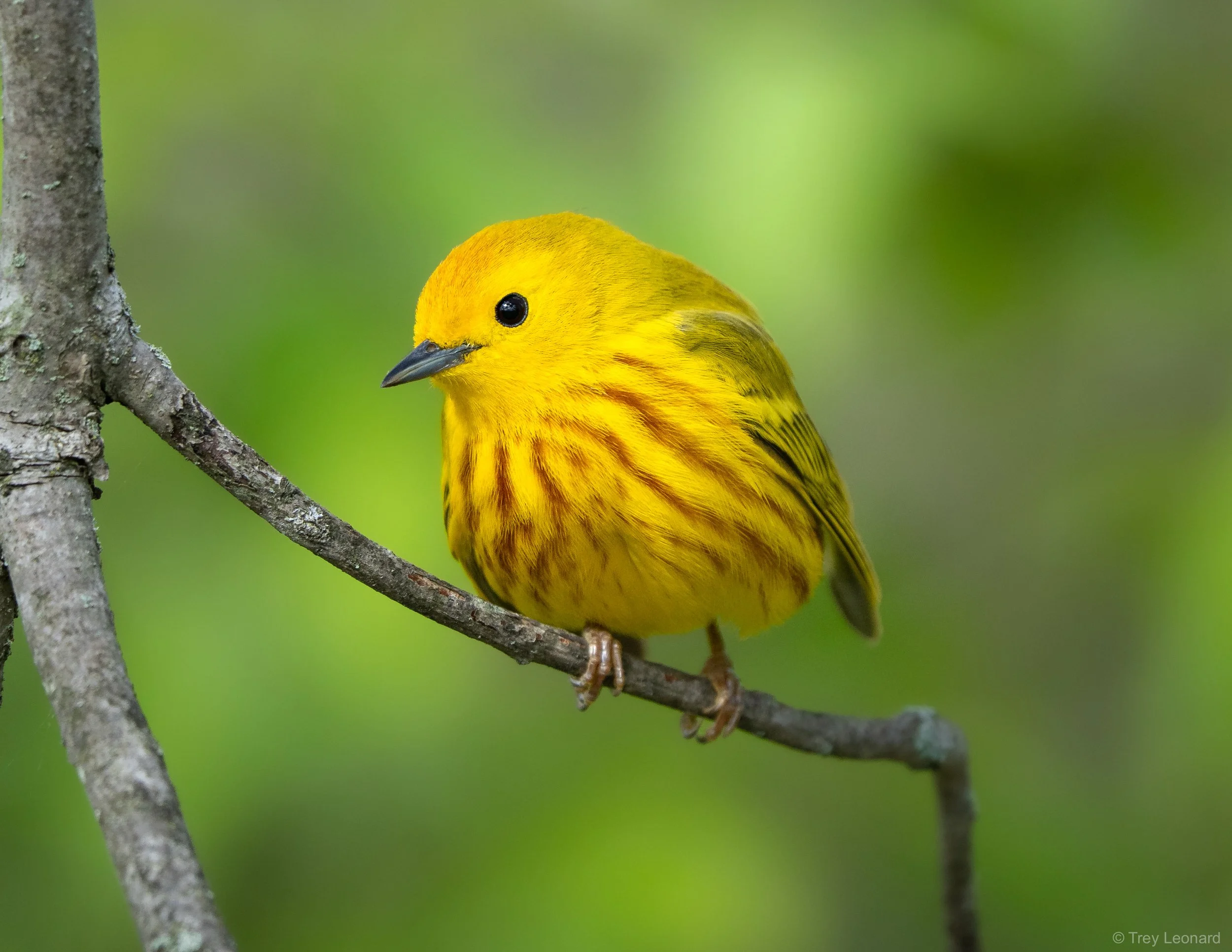 Yellow Warbler 5-2026.jpg