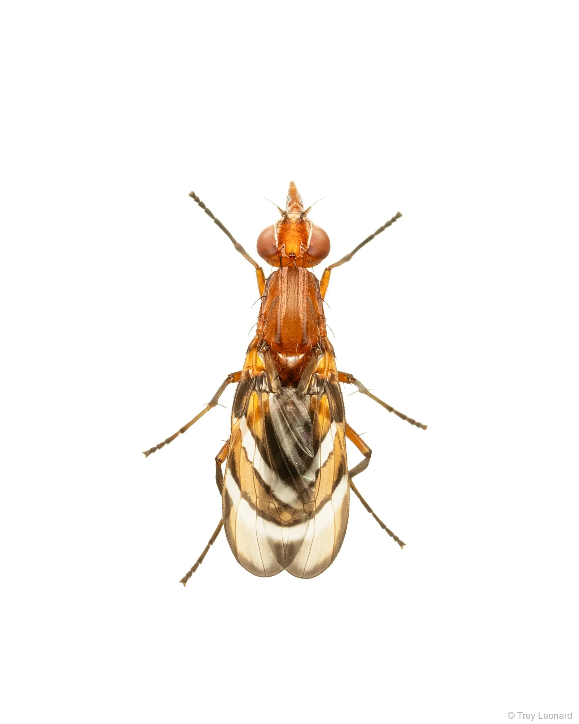 Common Picture-winged Fly 7-2026.jpg
