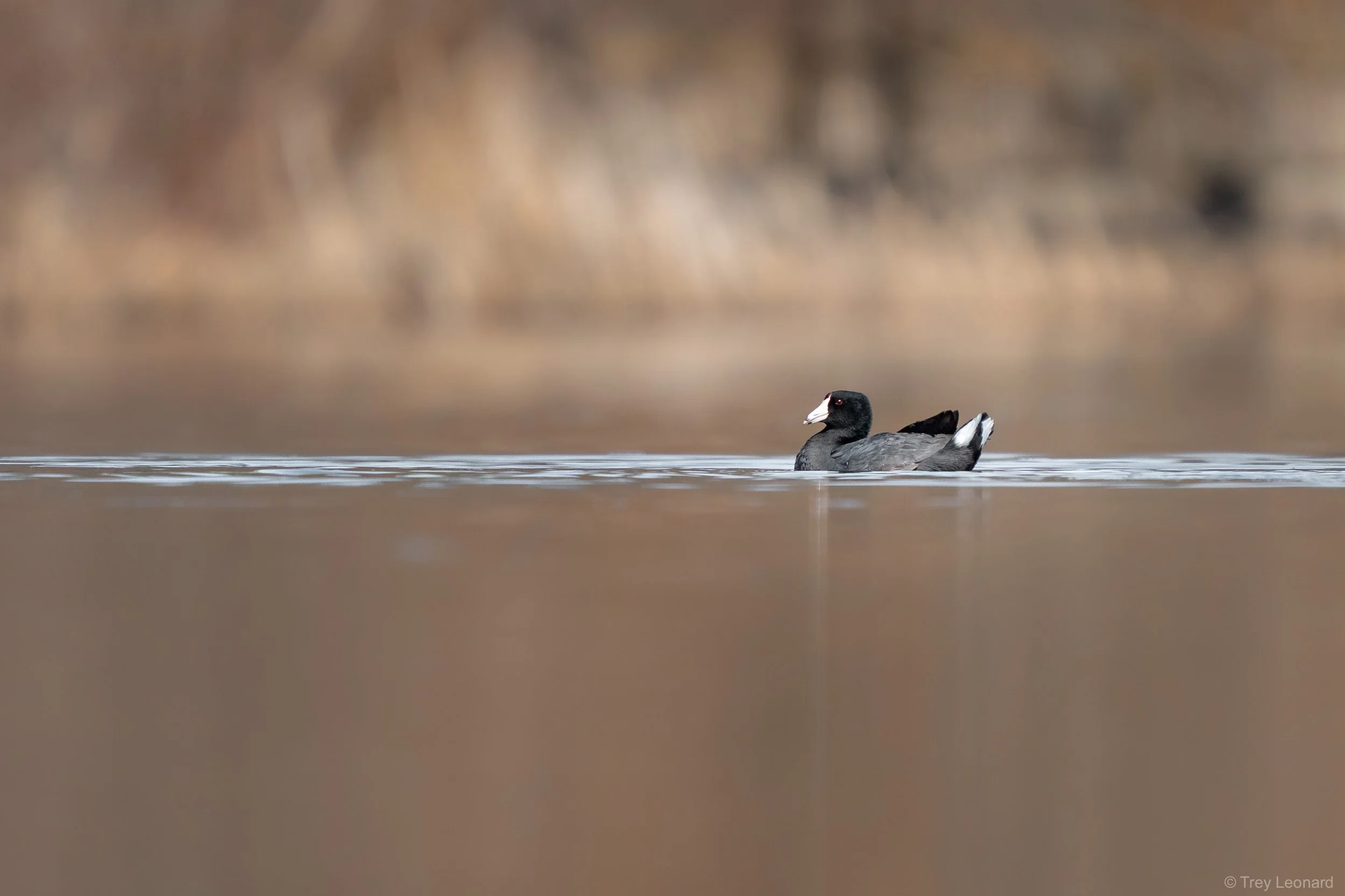American Coot 3-2026-2.jpg