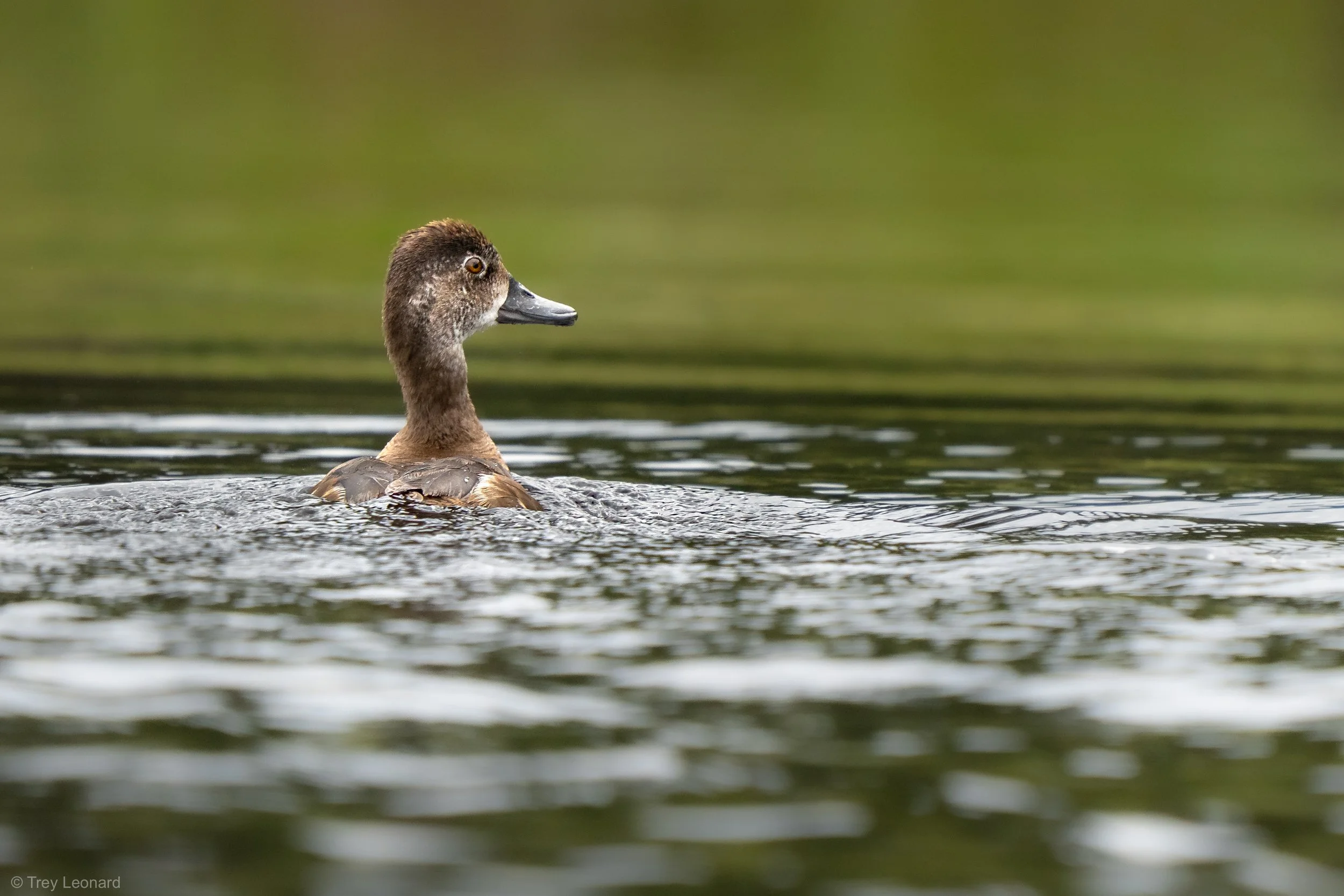 Wood Duck 8-2026.jpg