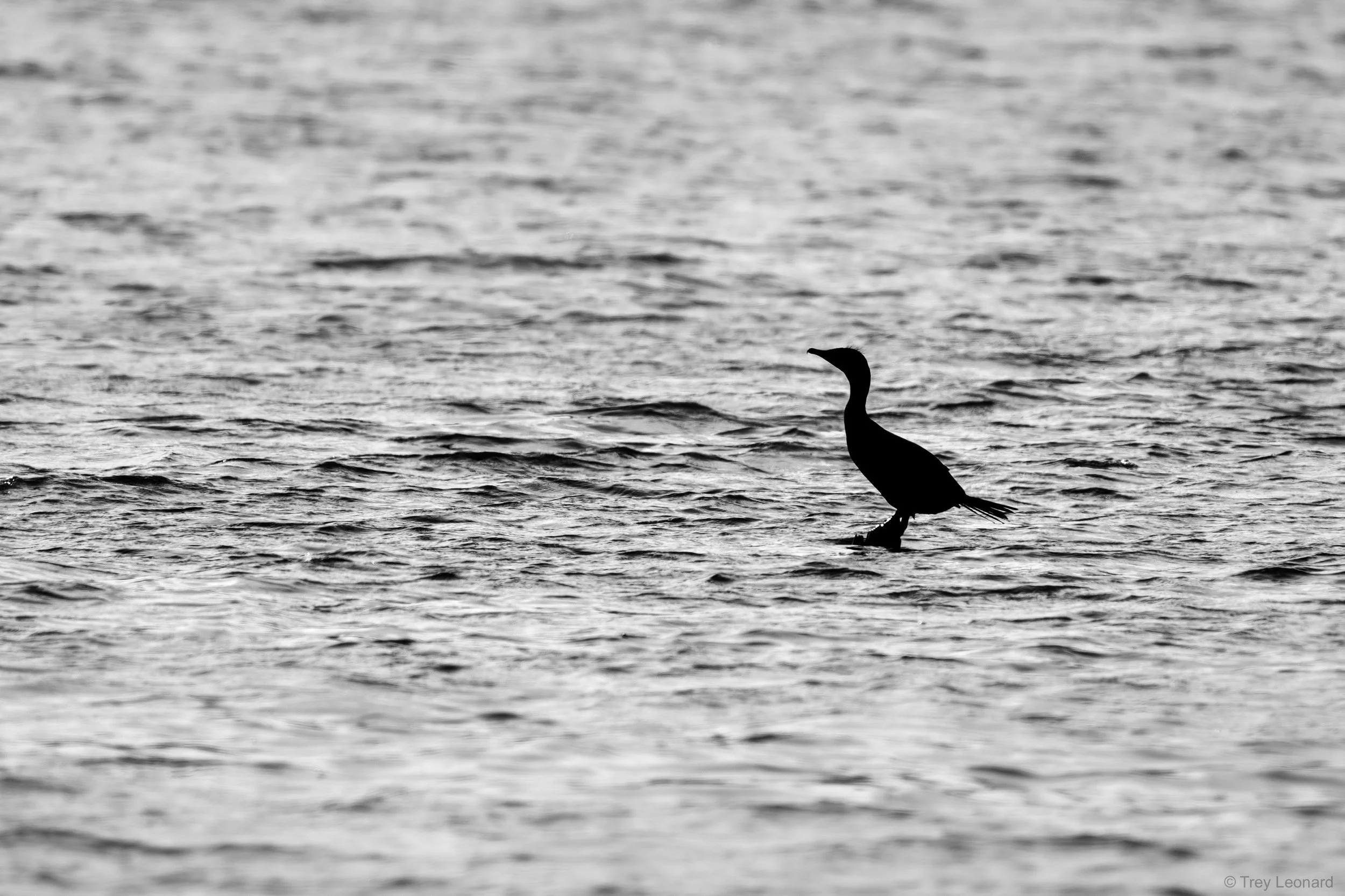 Double-crested Cormorant 4-2026.jpg