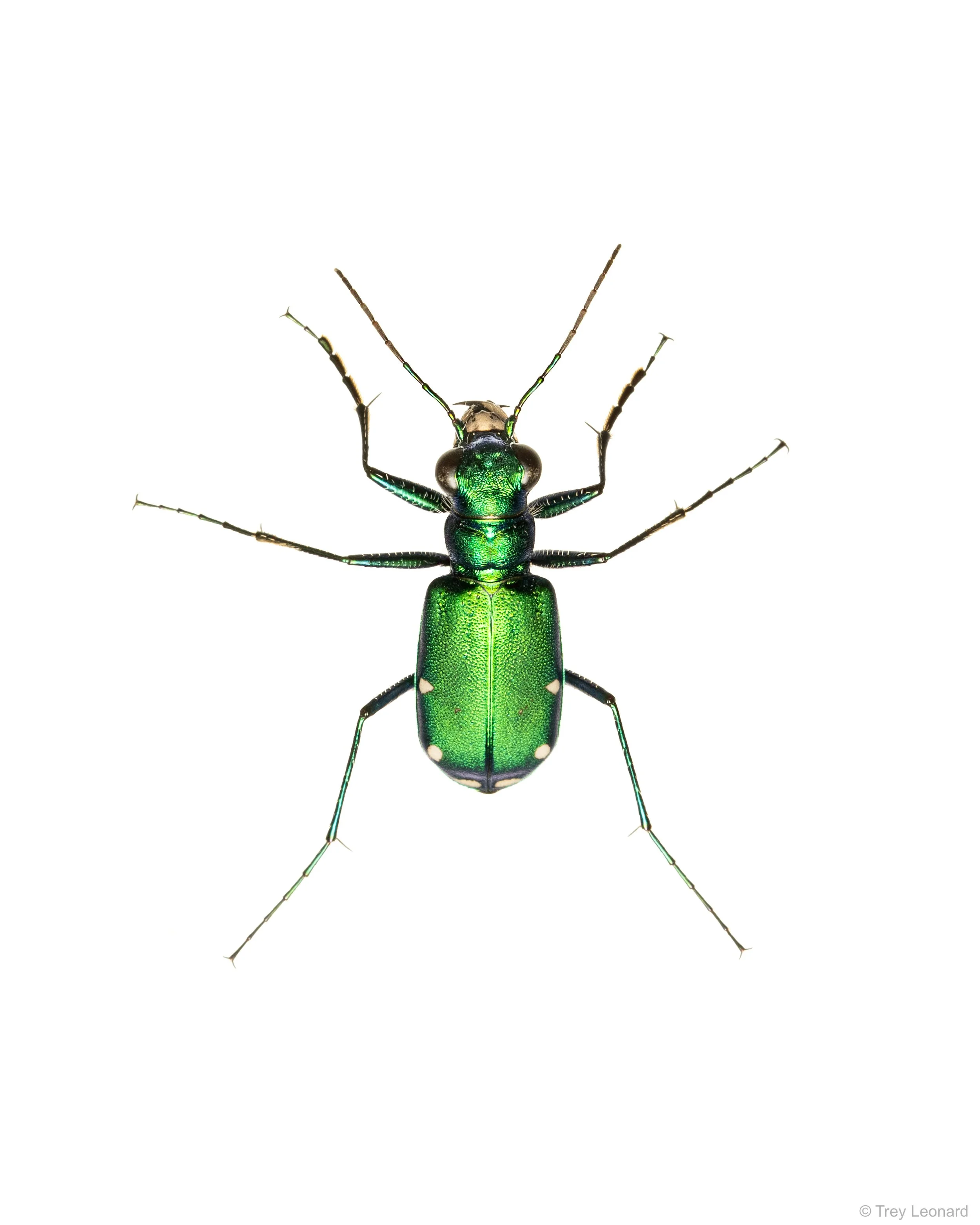 Six Spotted Tiger Beetle 4-2026.jpg