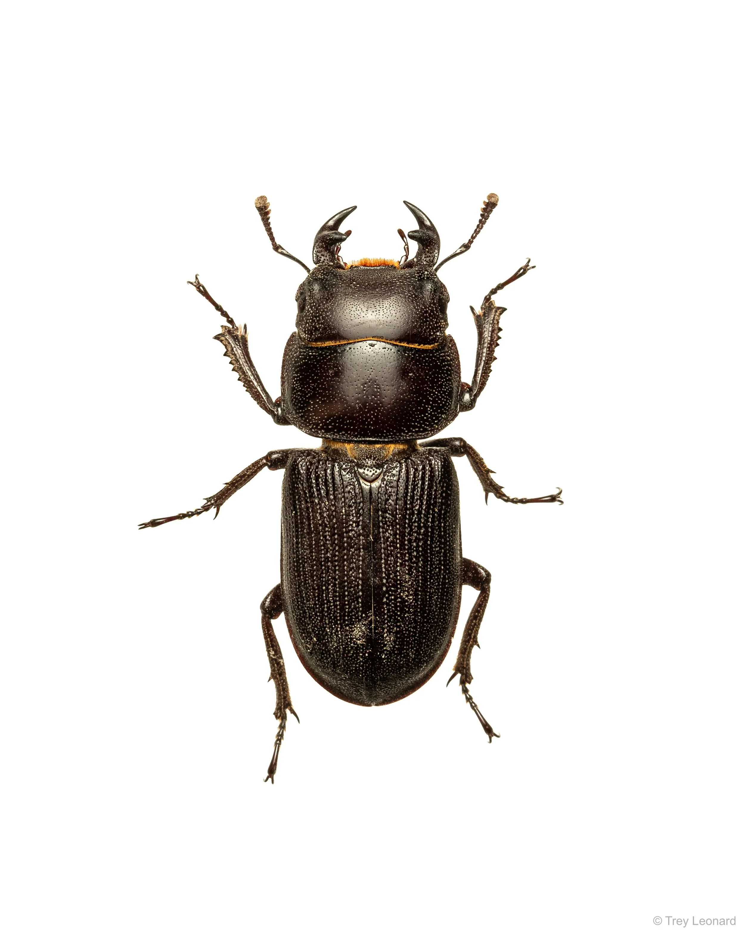Big-headed Ground Beetle 5-2026.jpg
