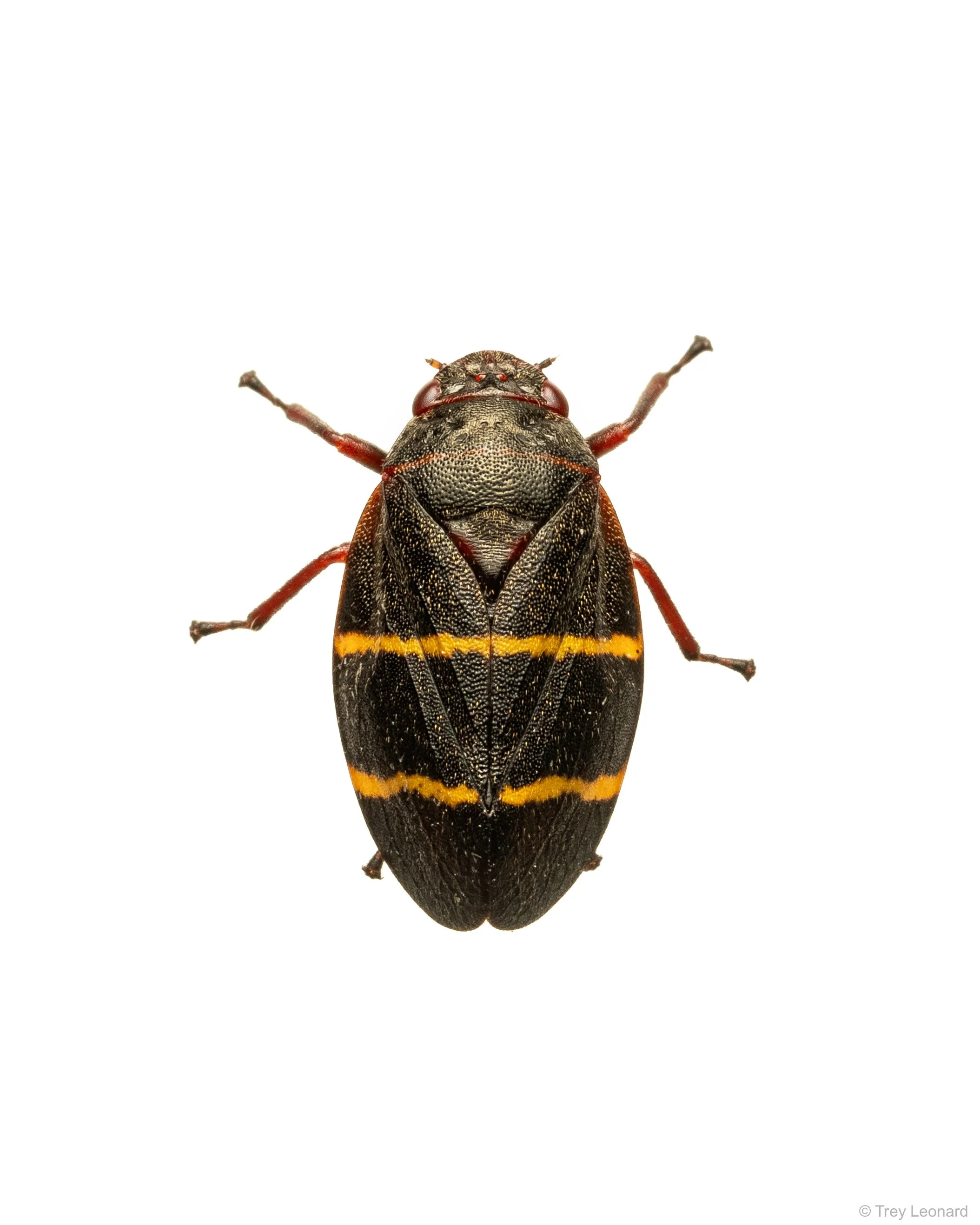 Two-lined Spittlebug 7-2026.jpg