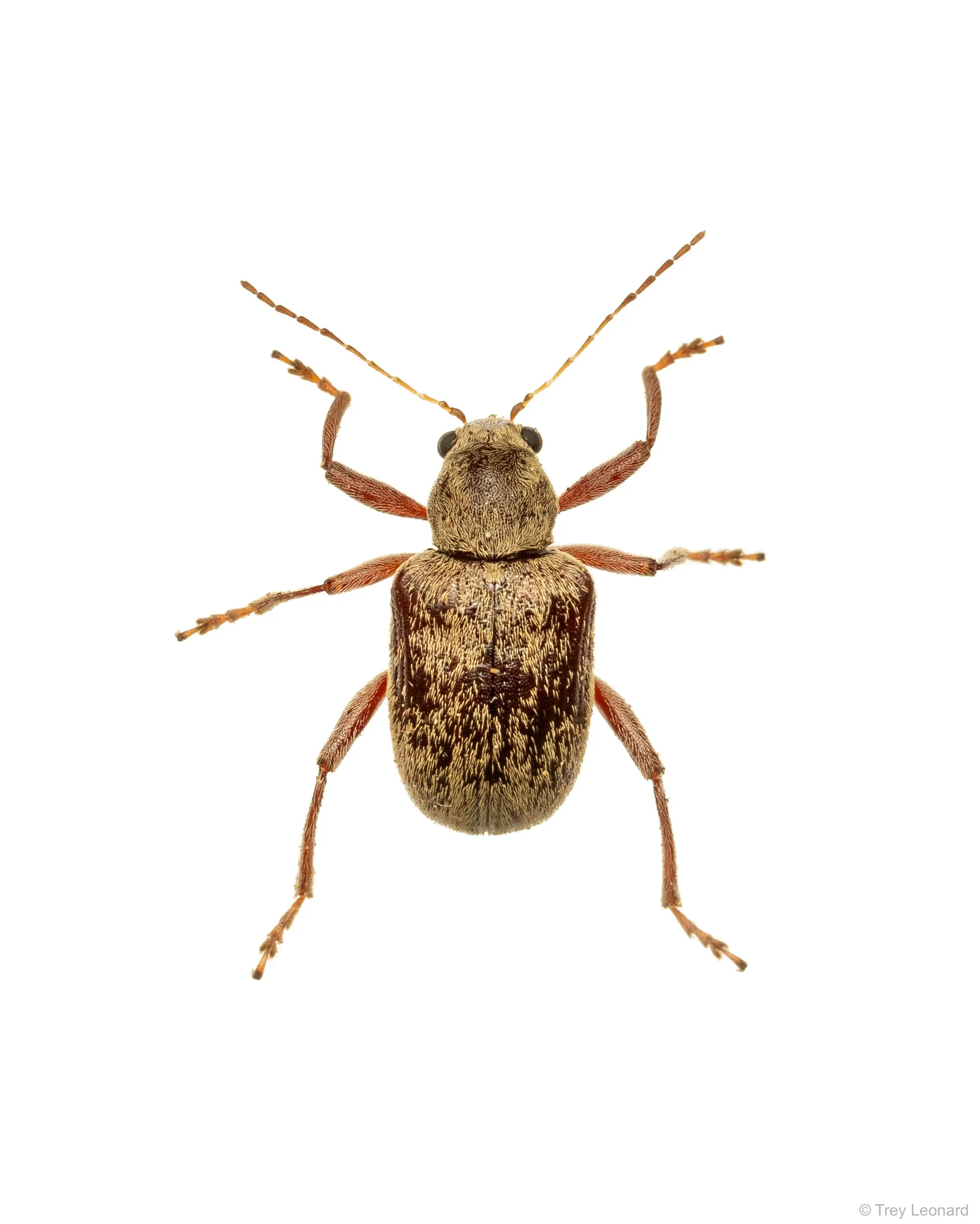 Grape Rootworm 7-2026.jpg