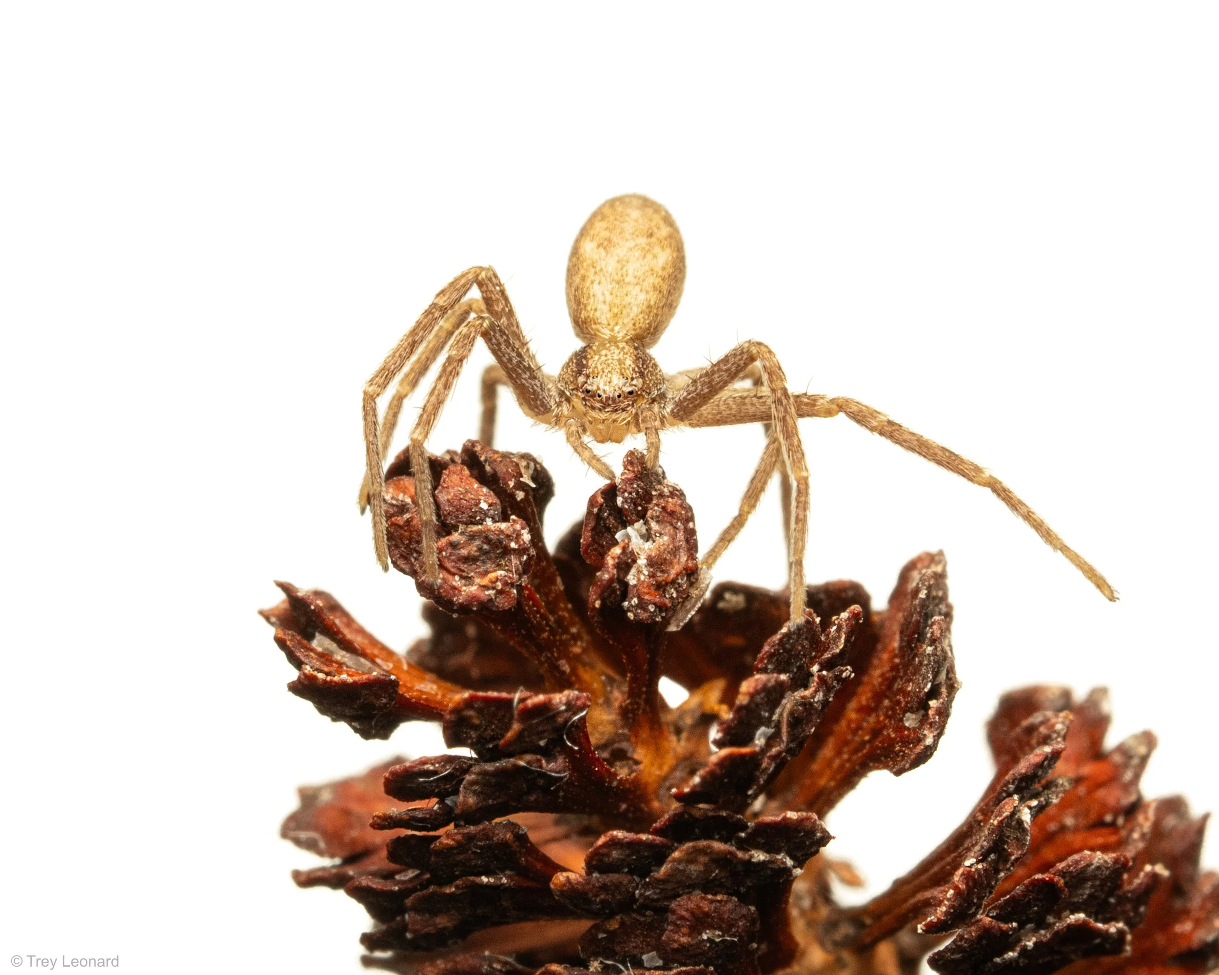 Crab Spider on Elm 5-2026.jpg