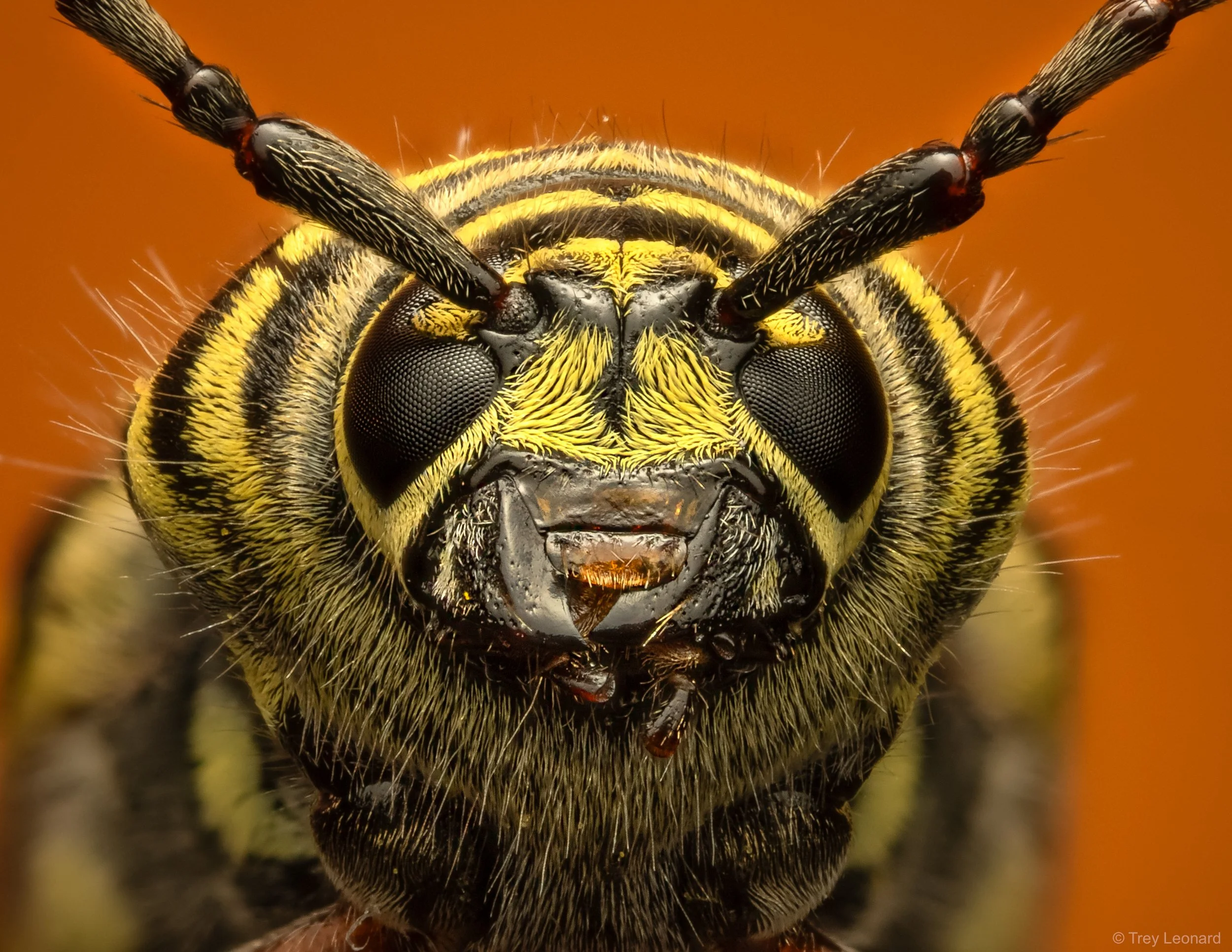 Locust Borer 9-2026.jpg