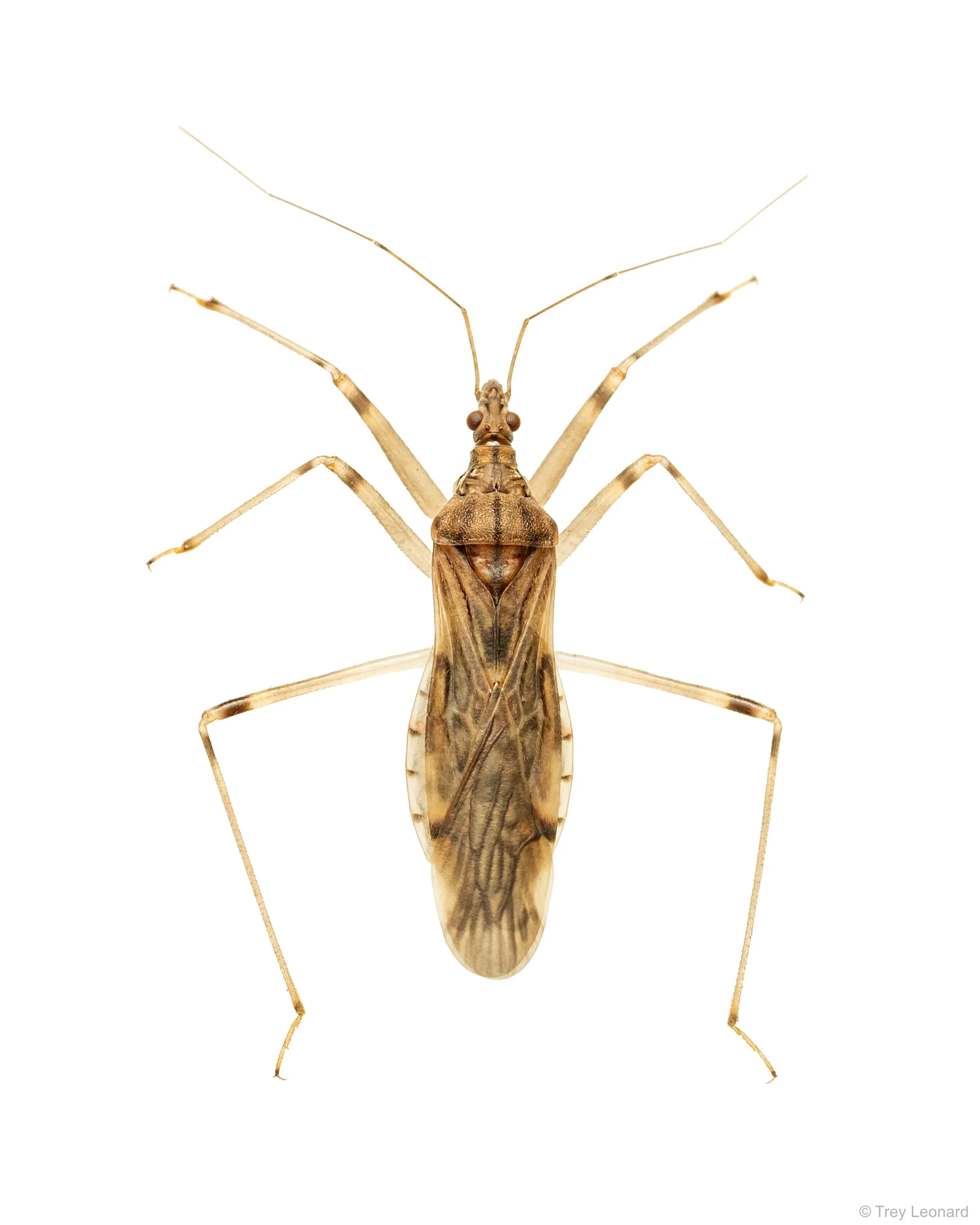 Assassin Bug 7-2026.jpg