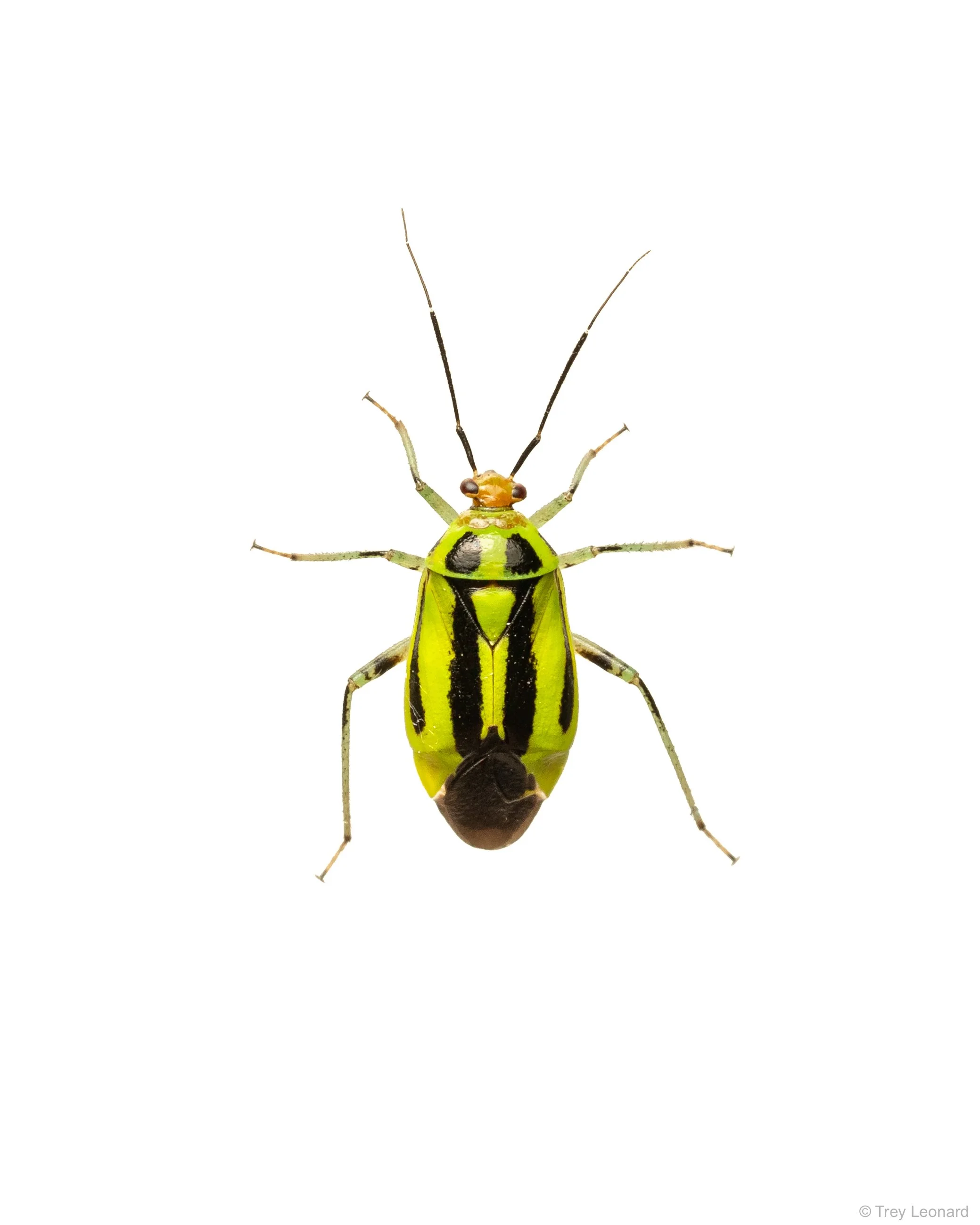 Four-lined Plant Bug 6-2026.jpg