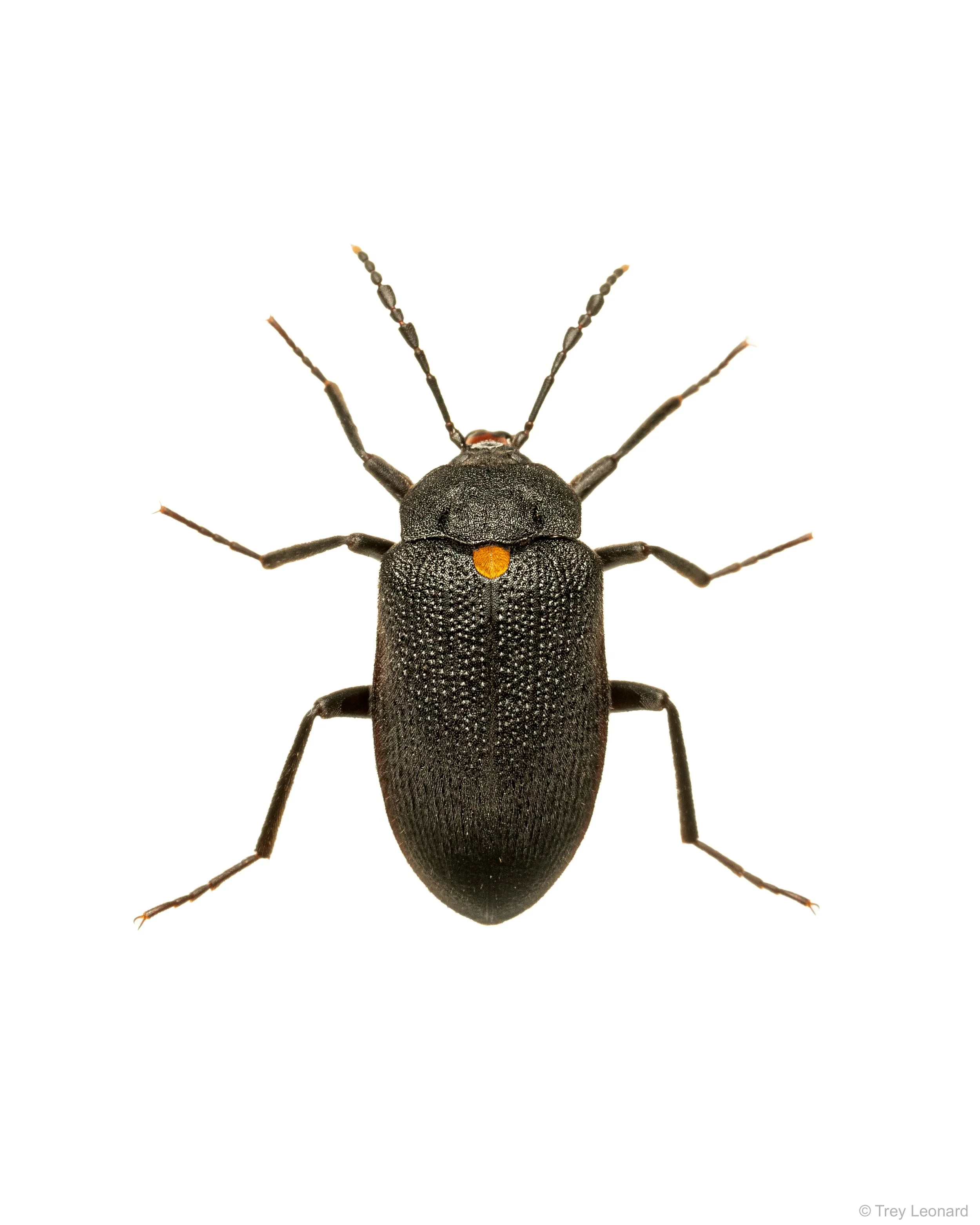 Penthe obliquata 7-2026.jpg