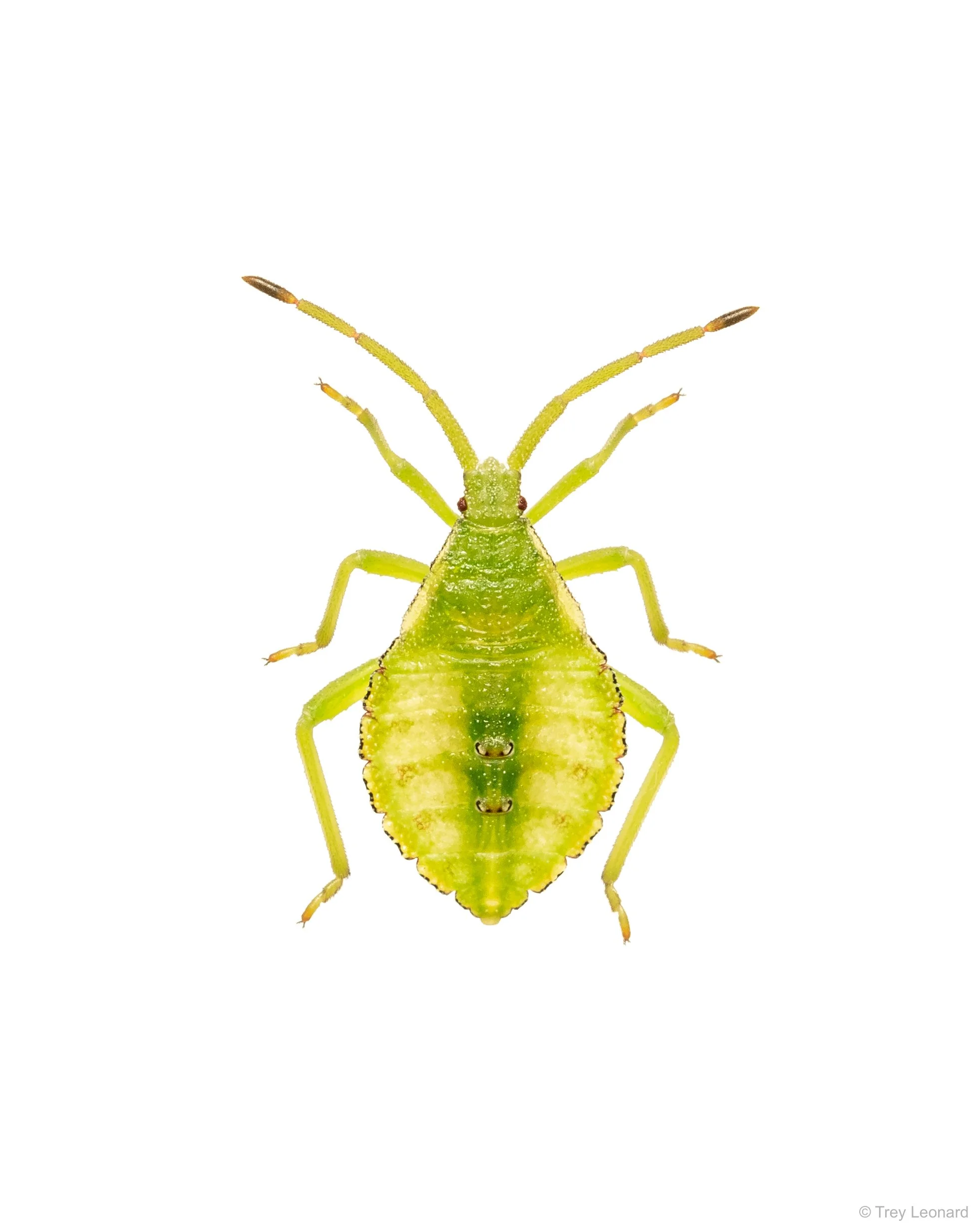 Piezogaster calcarator 7-2026.jpg