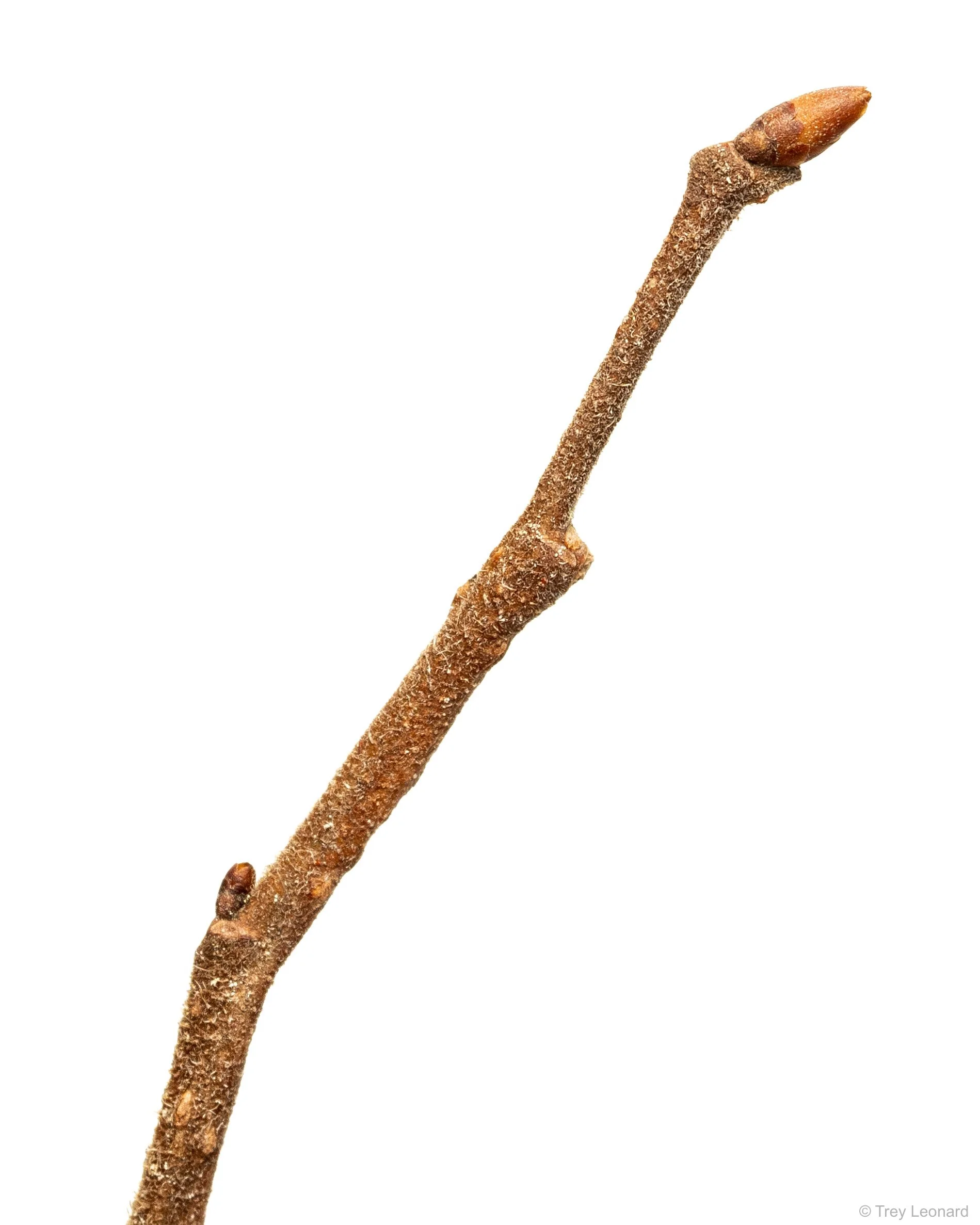 Tree Buds 1 2-2026.jpg