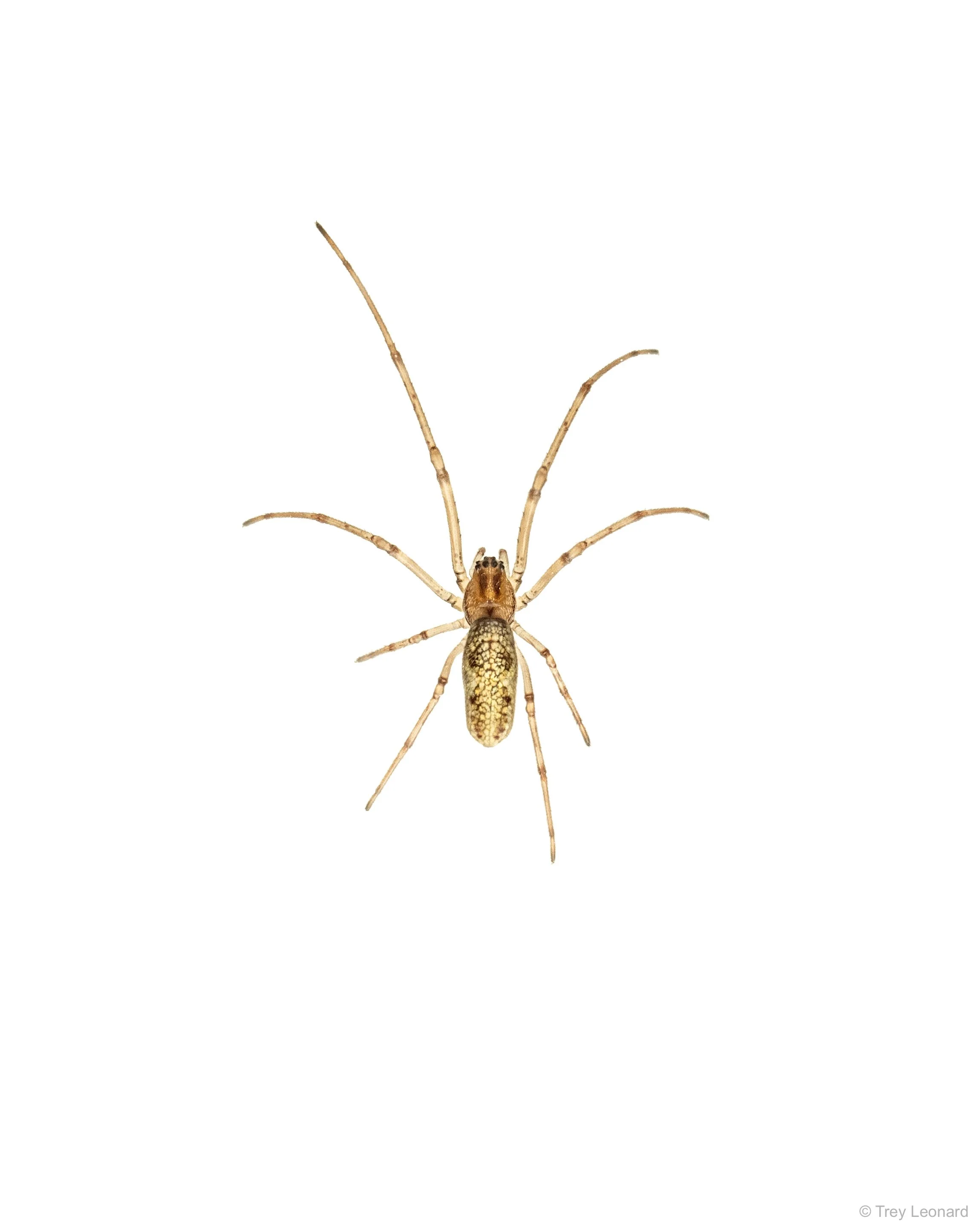 Orbweaver 3-2026.jpg