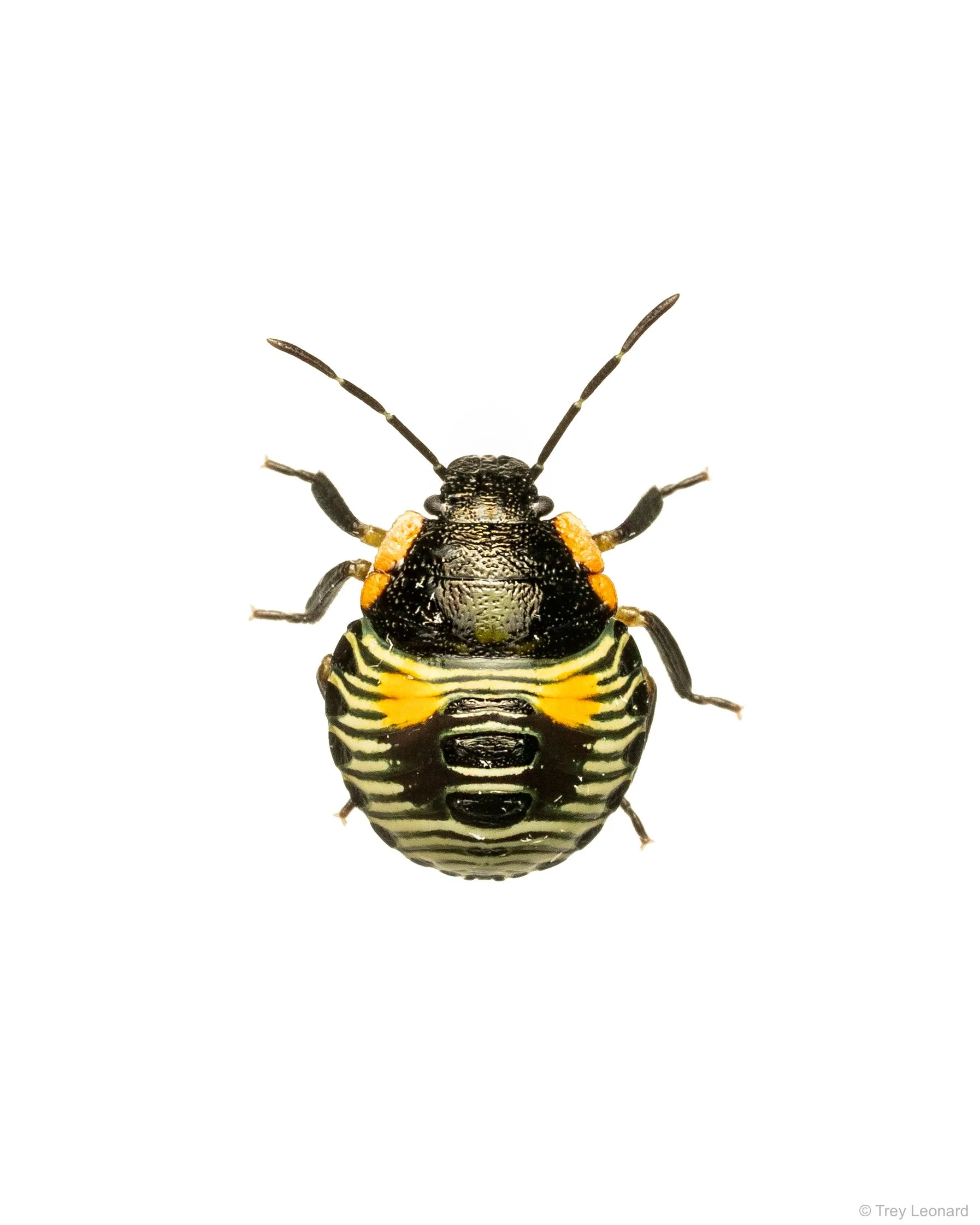 Green Stink Bug nymph 8-2026.jpg