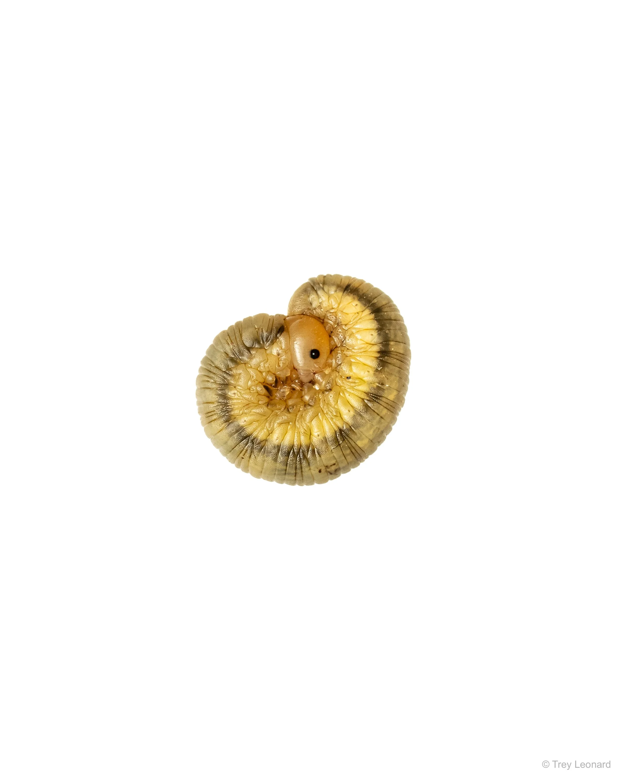 Sawfly larvae 5-2026.jpg