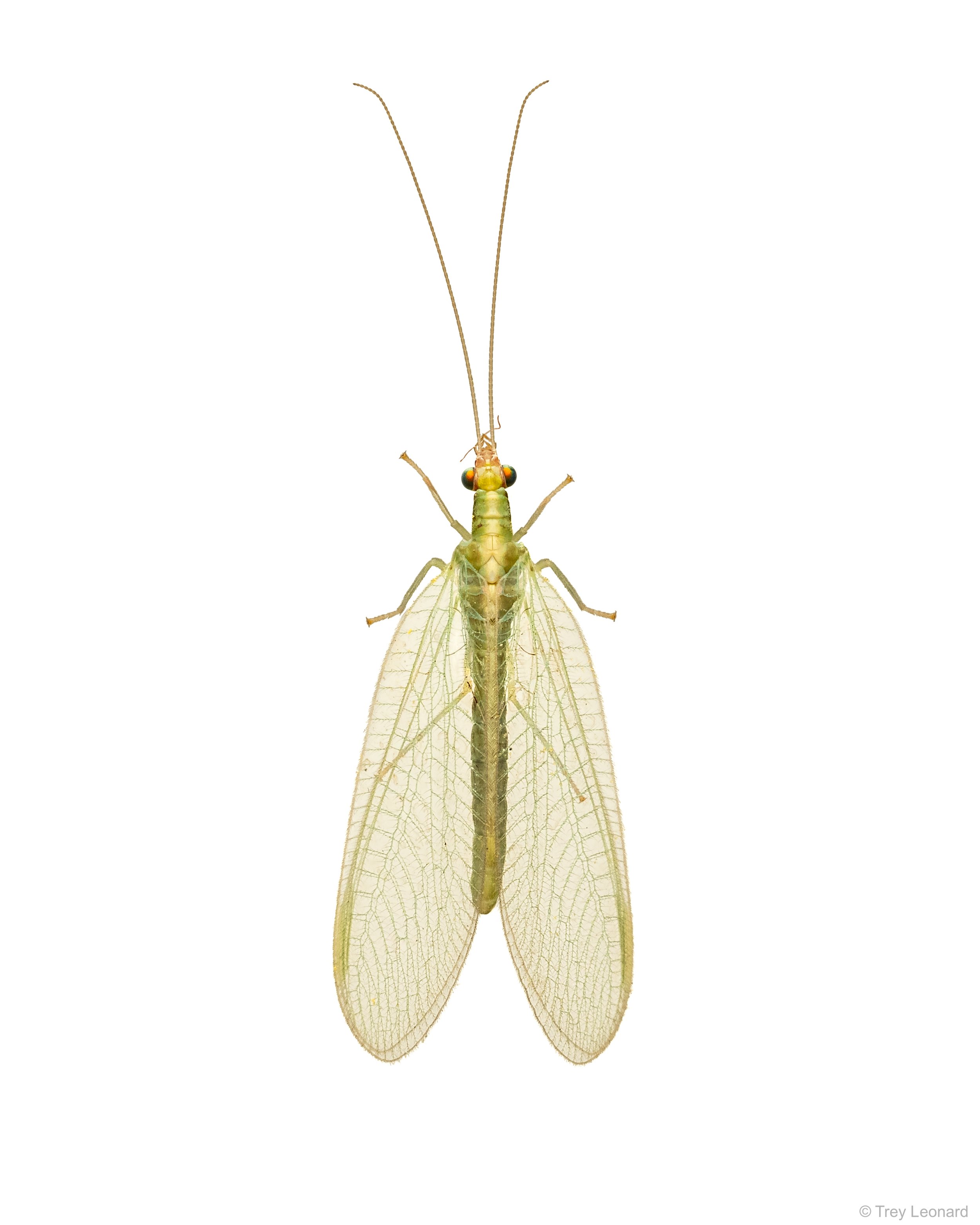 Lacewing 4-2026.jpg
