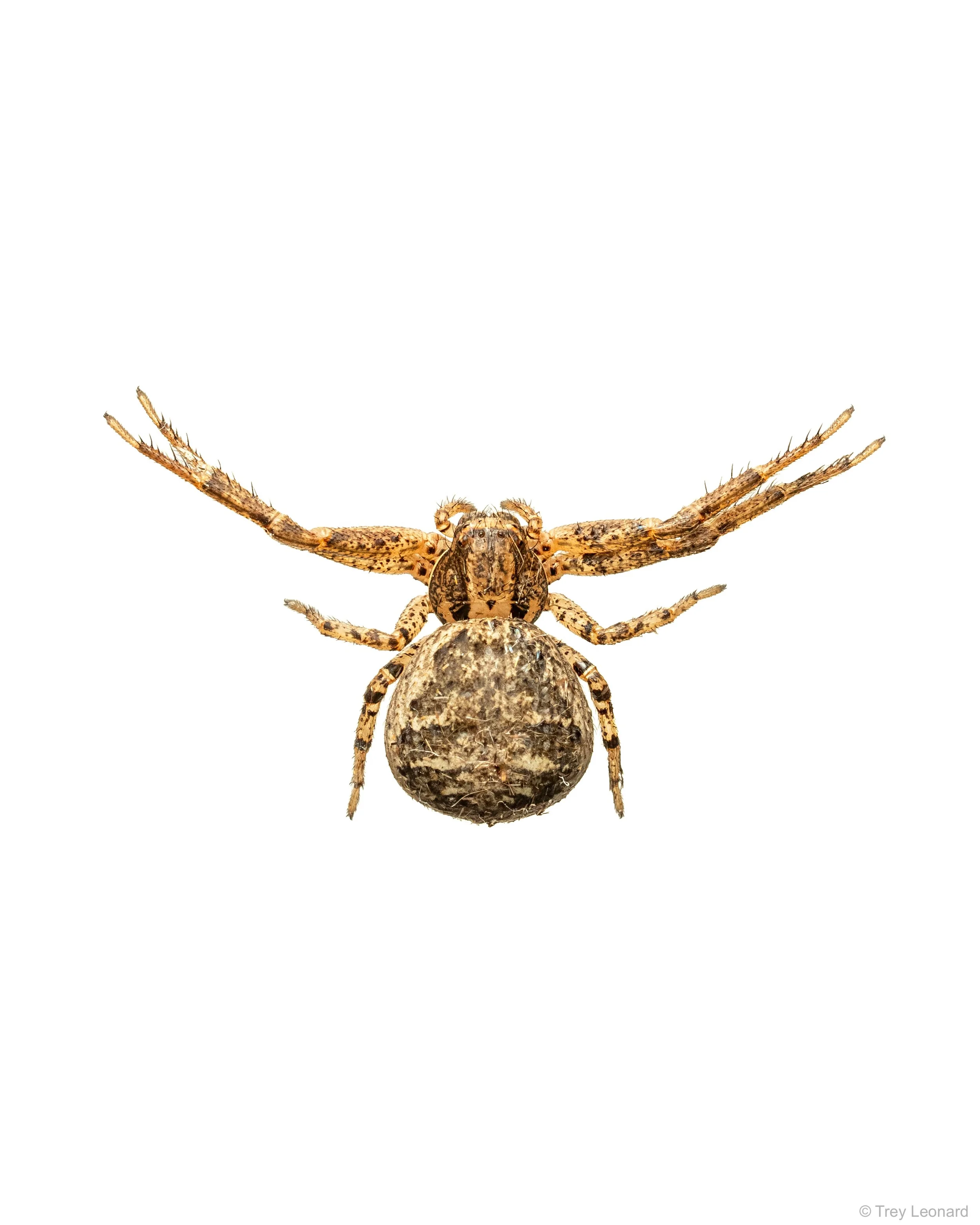 Tan Crab Spider 6-2026.jpg