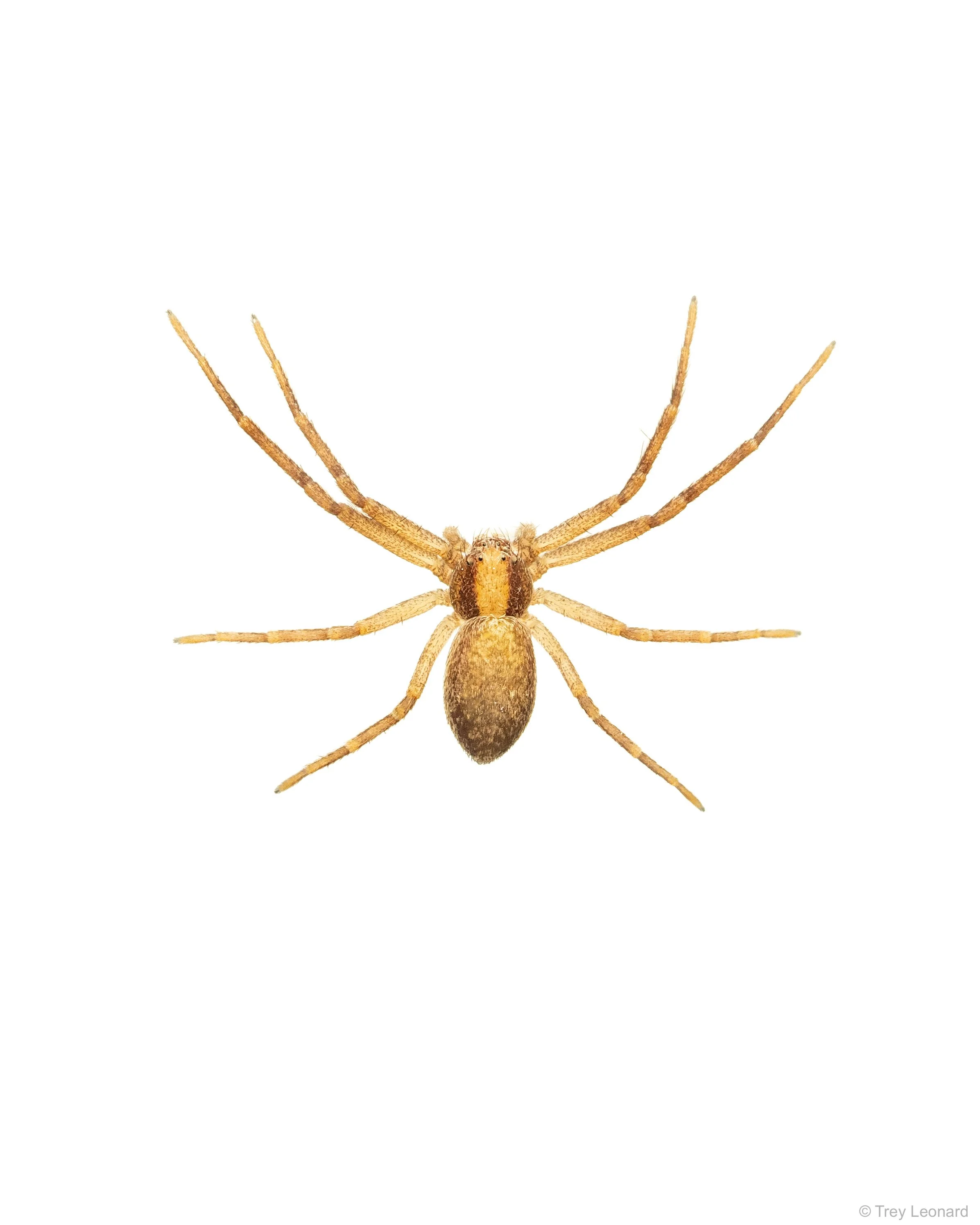 Northern Crab Spider 3-2026.jpg