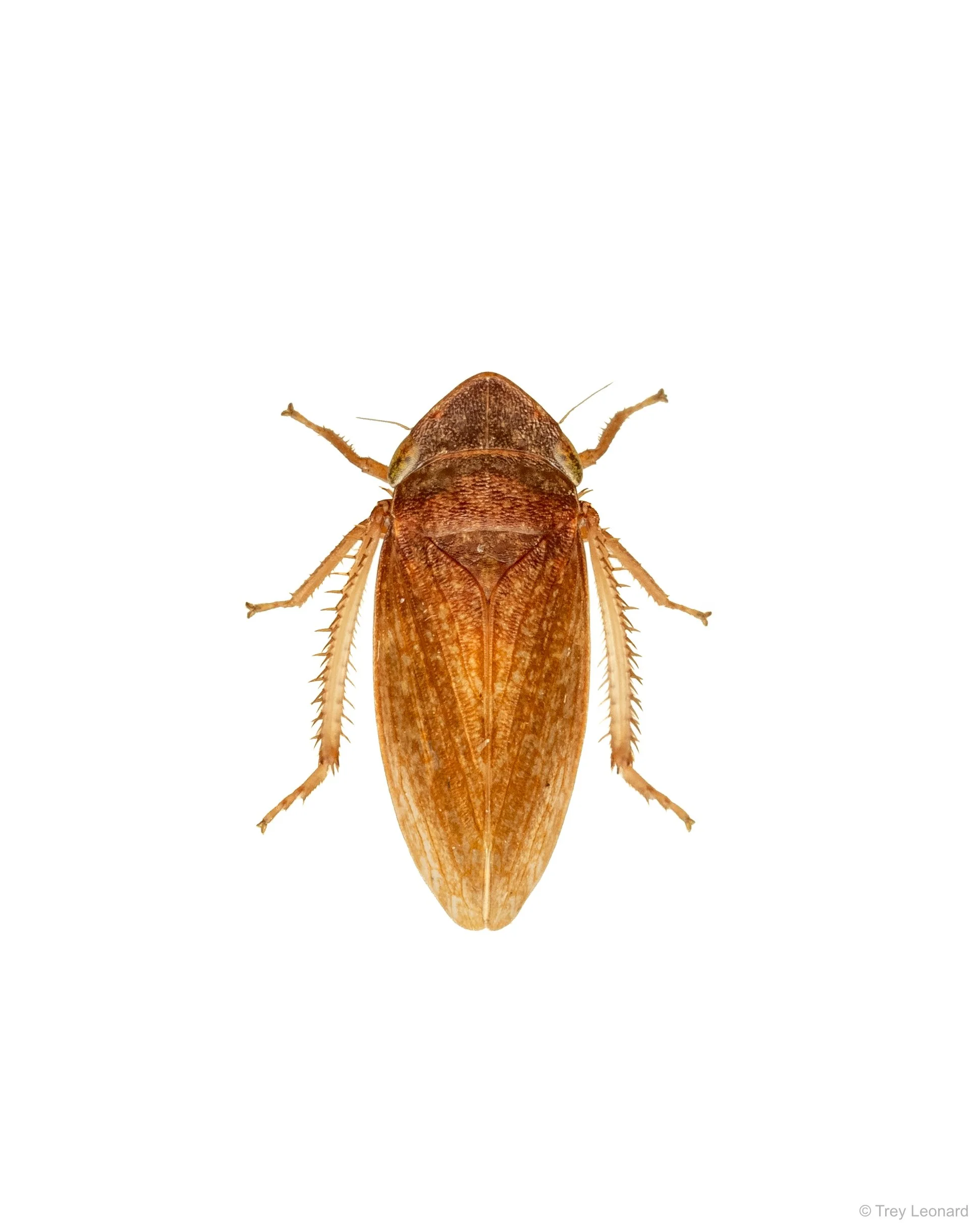 Planthopper 7-2026.jpg