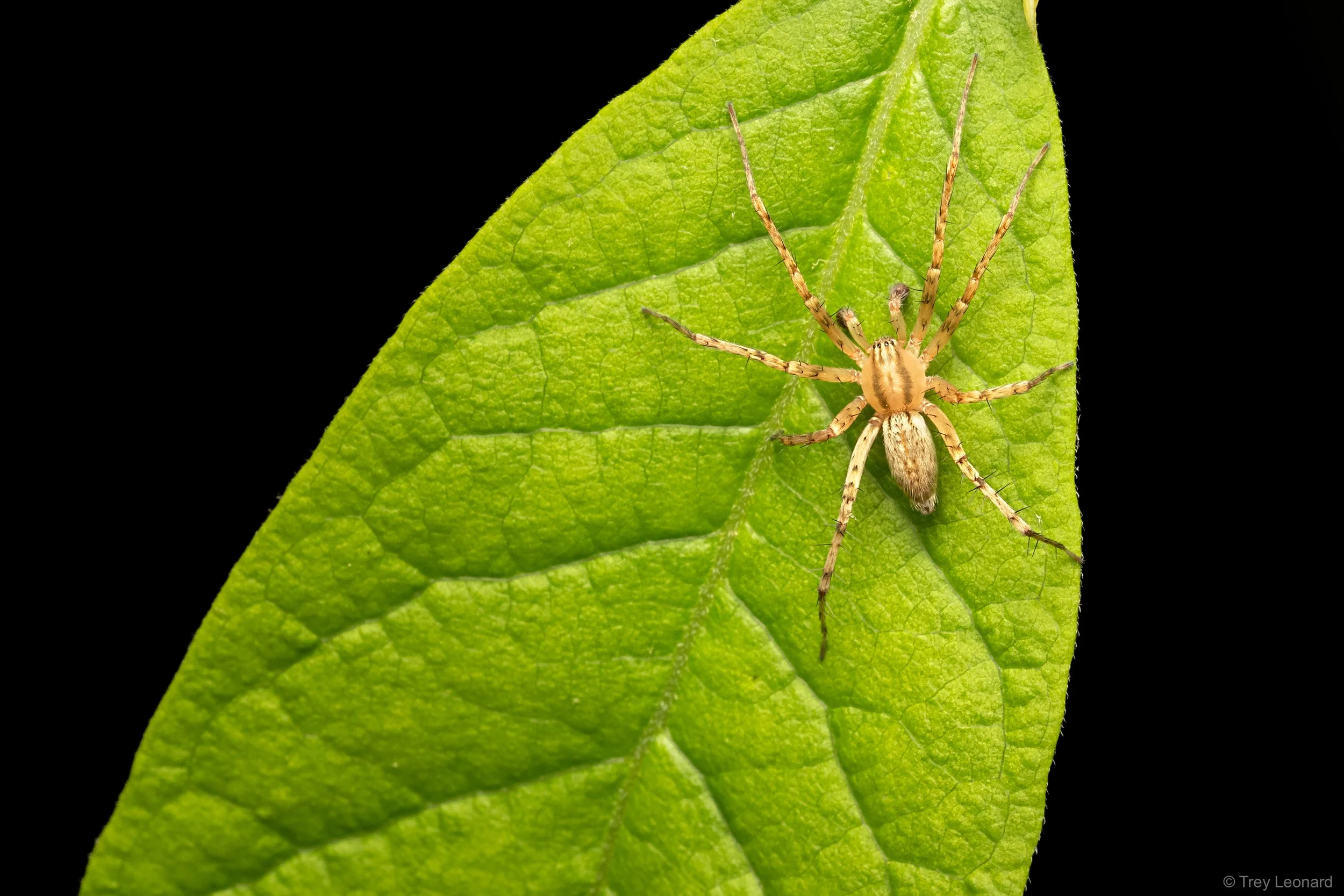 Garden Ghost Spider 5-2026.jpg