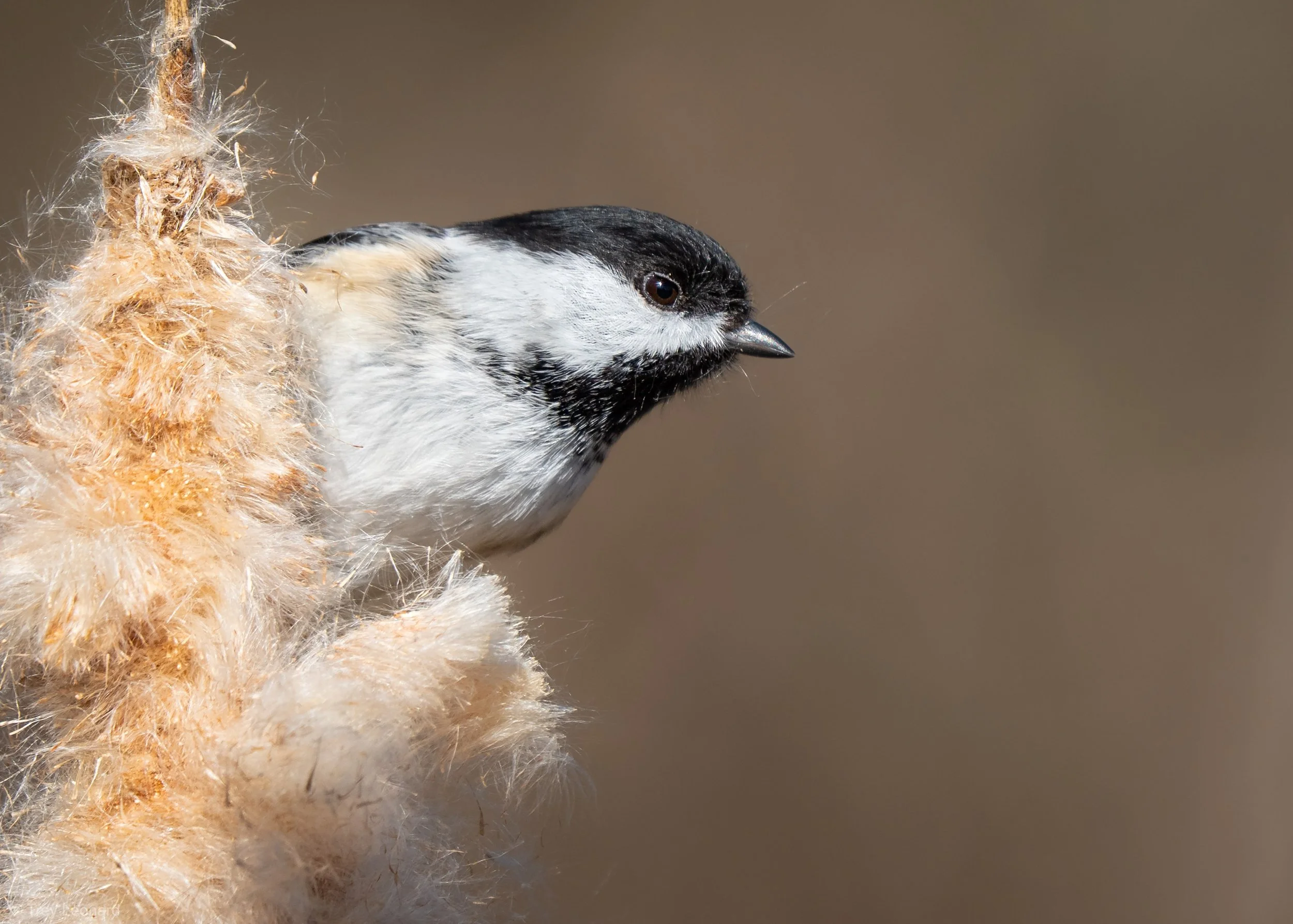 Black-capped Chickadee 3-2026-2.jpg