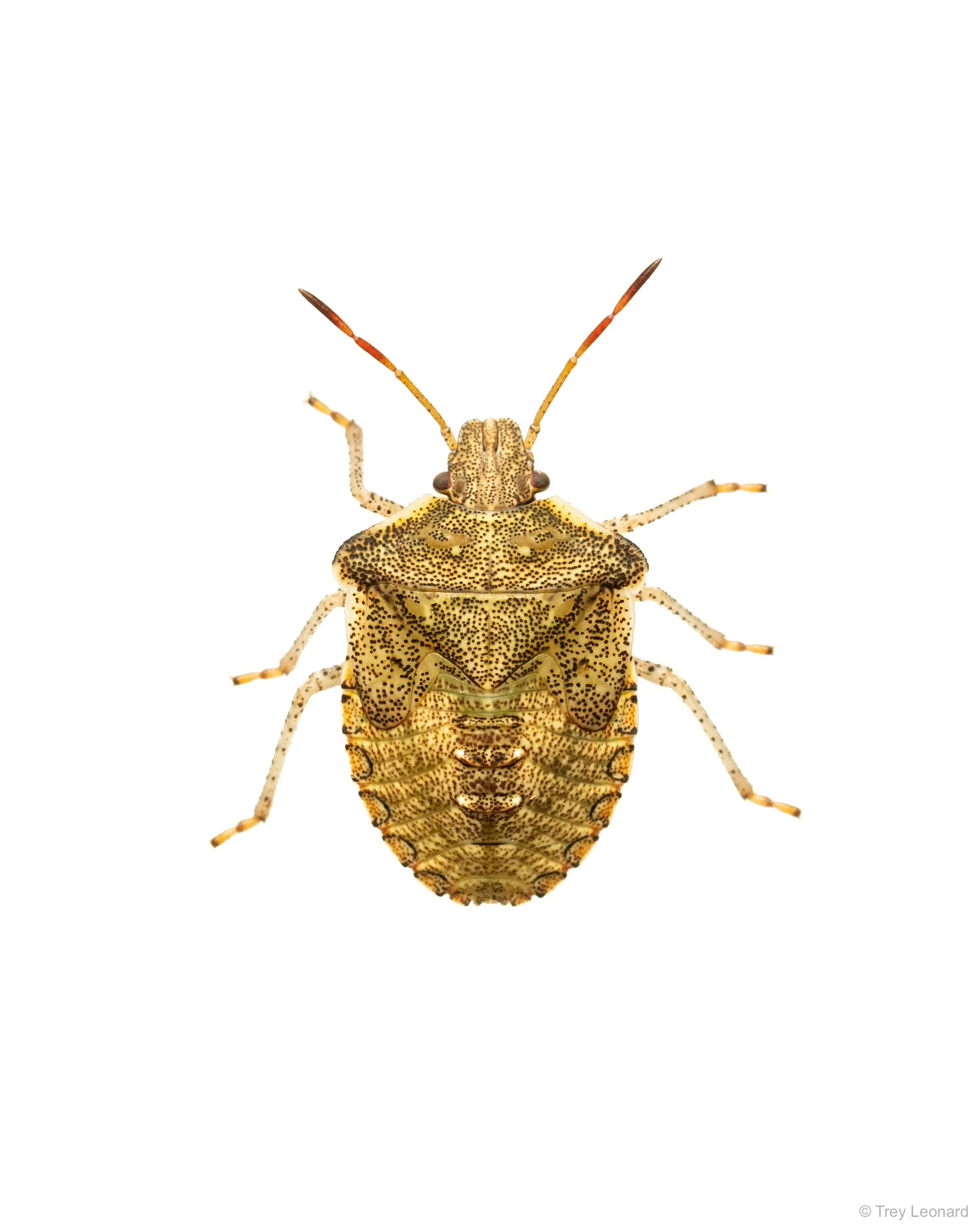 Dusky Stink Bug 7-2026.jpg