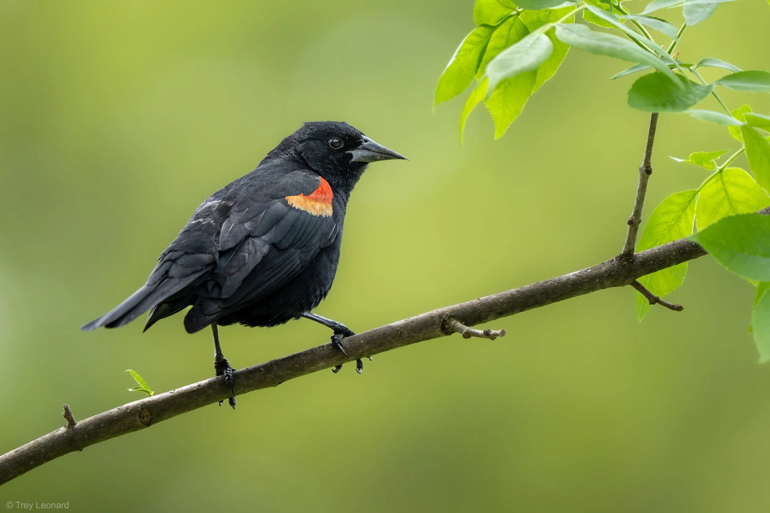 Red-winged Blackbird 6-2026.jpg