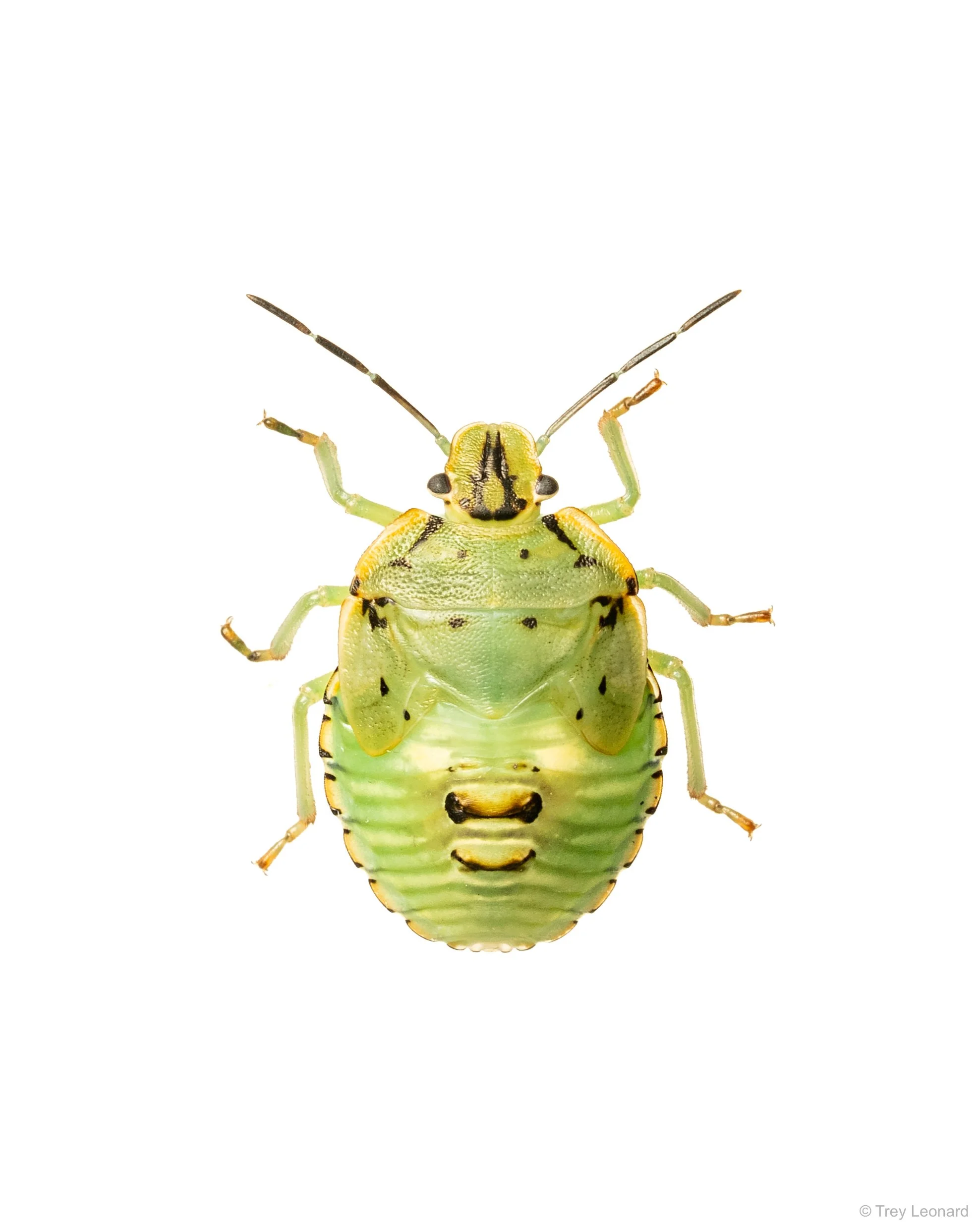 Green Stink Bug 9-2026.jpg